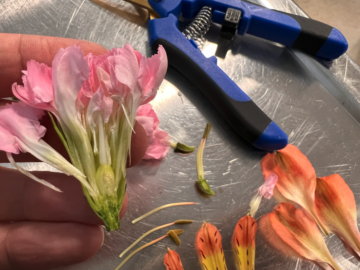 A hand holds a cross-section of a pink flower in the foreground with dissected petals and shears in the background.