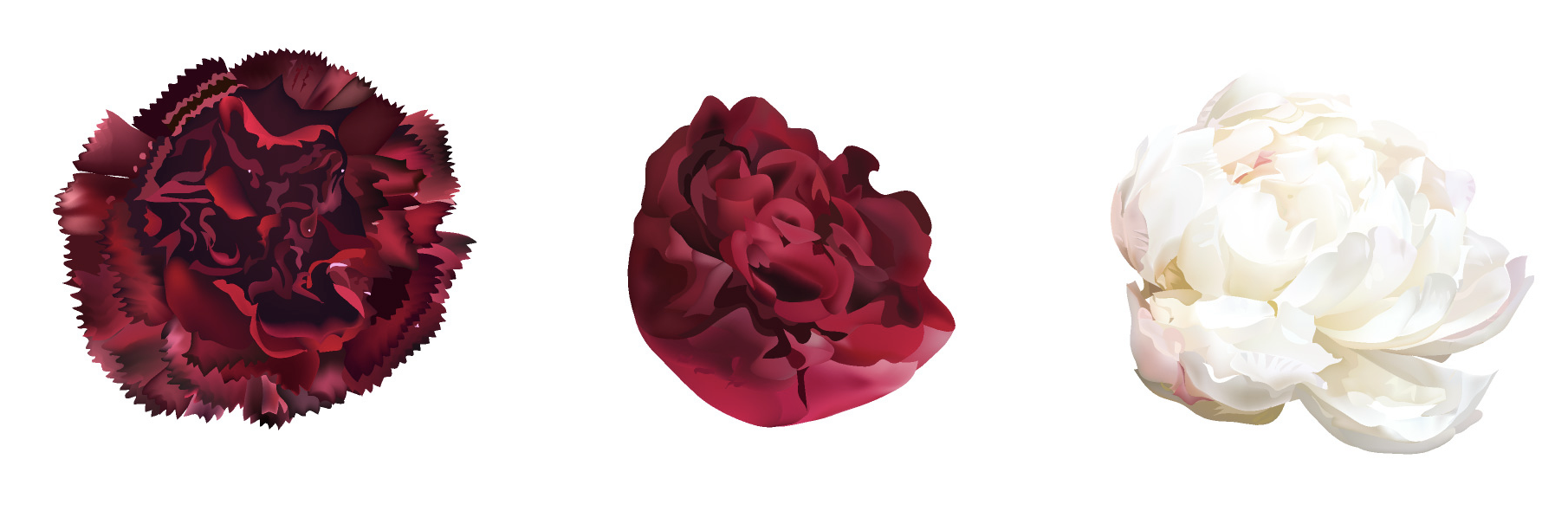 A row of three isolated flowers