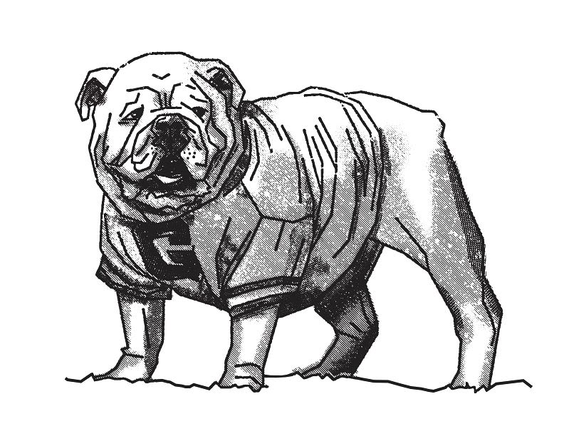 Black and white illustration of the University of Georgia mascot, a bulldog wearing a Georgia 'G' jersey
