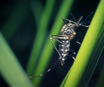 Close-up of a mosquito