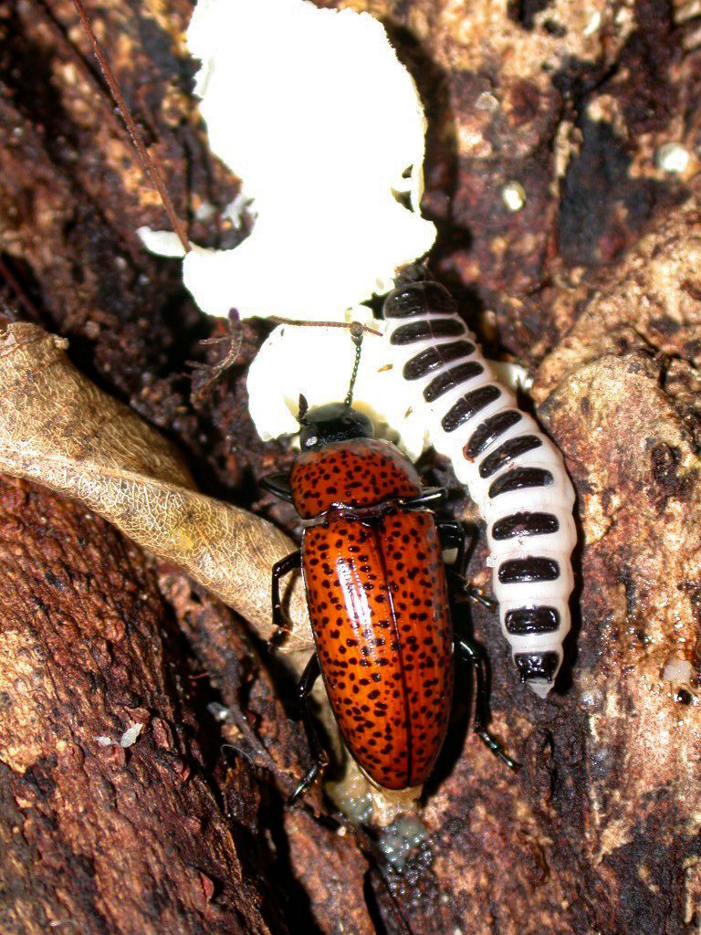 Beetle and grub in tree