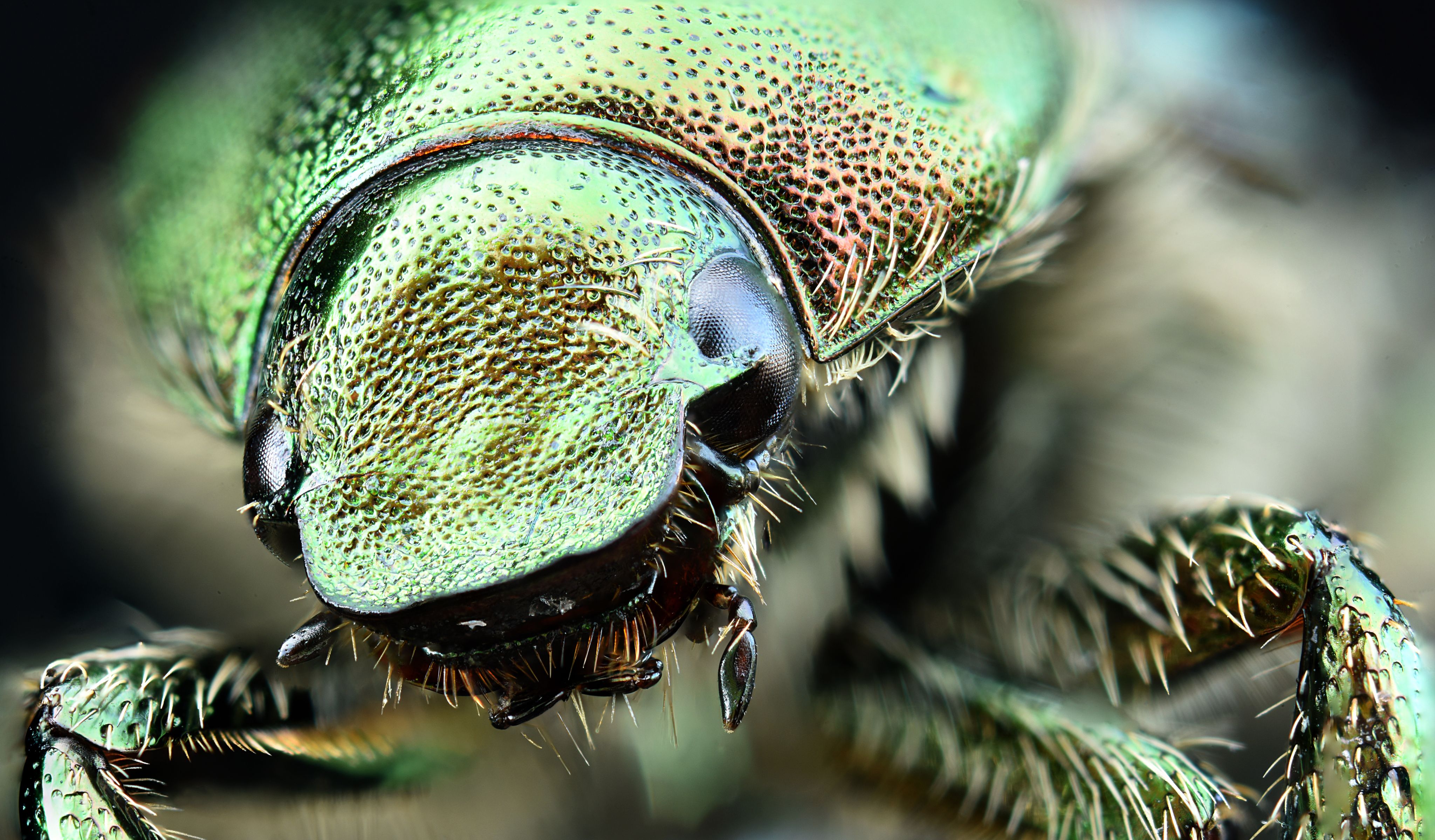 Macroscopic photo of shiny green insect
