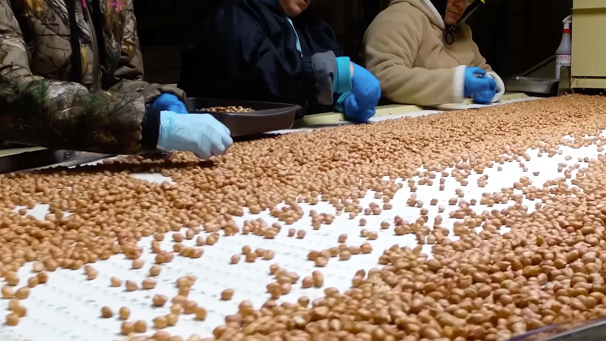 Table covered in peanuts with three sets of gloved hands sorting them.