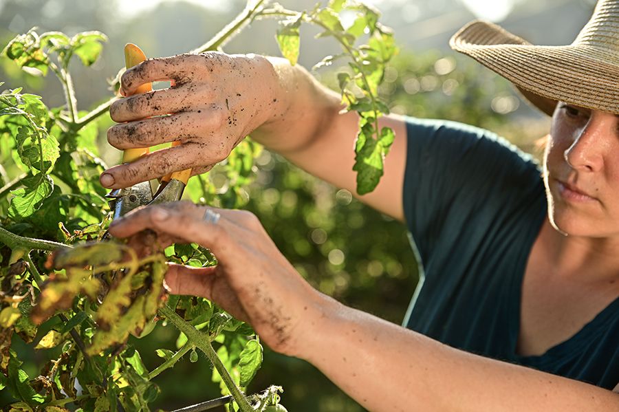 A woman wearing a wide-brimmed hat uses pruning shears to trim yellowing leaves from a tomato plant, her hands covered in garden soil.