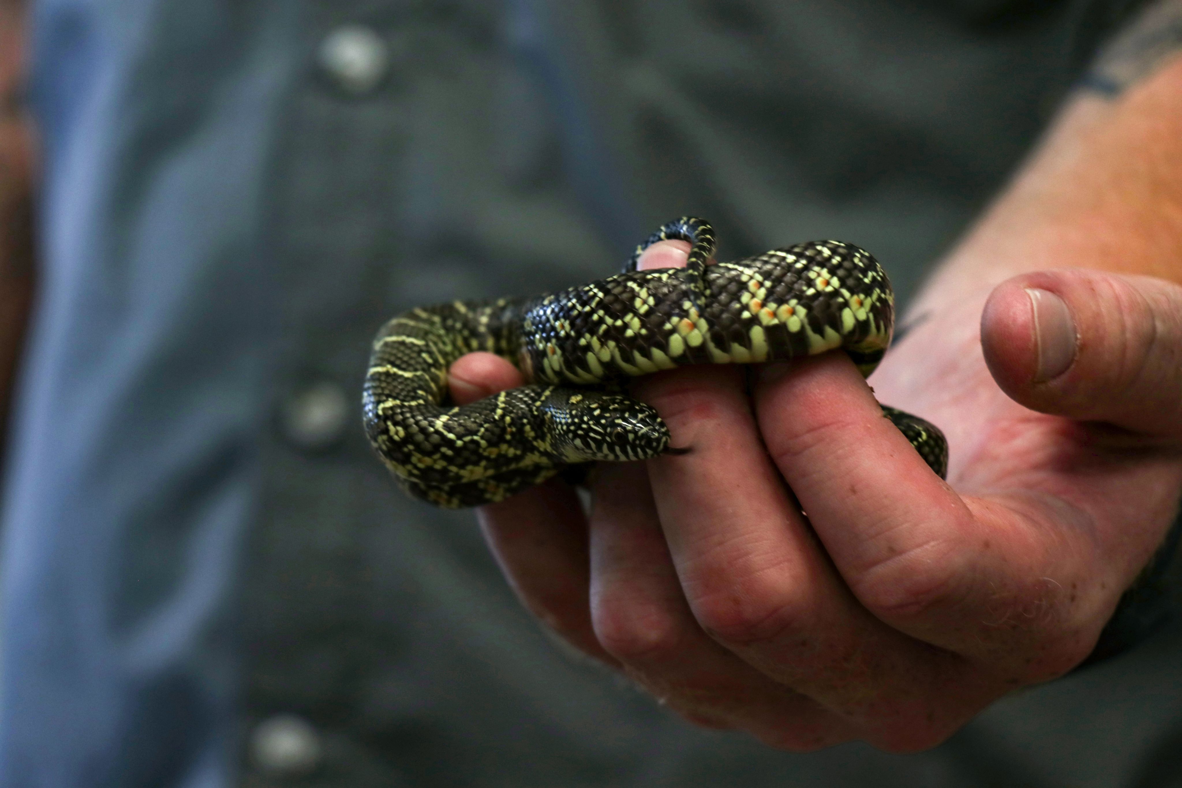 A closeup of a snake coiled around Gorgas's fingers