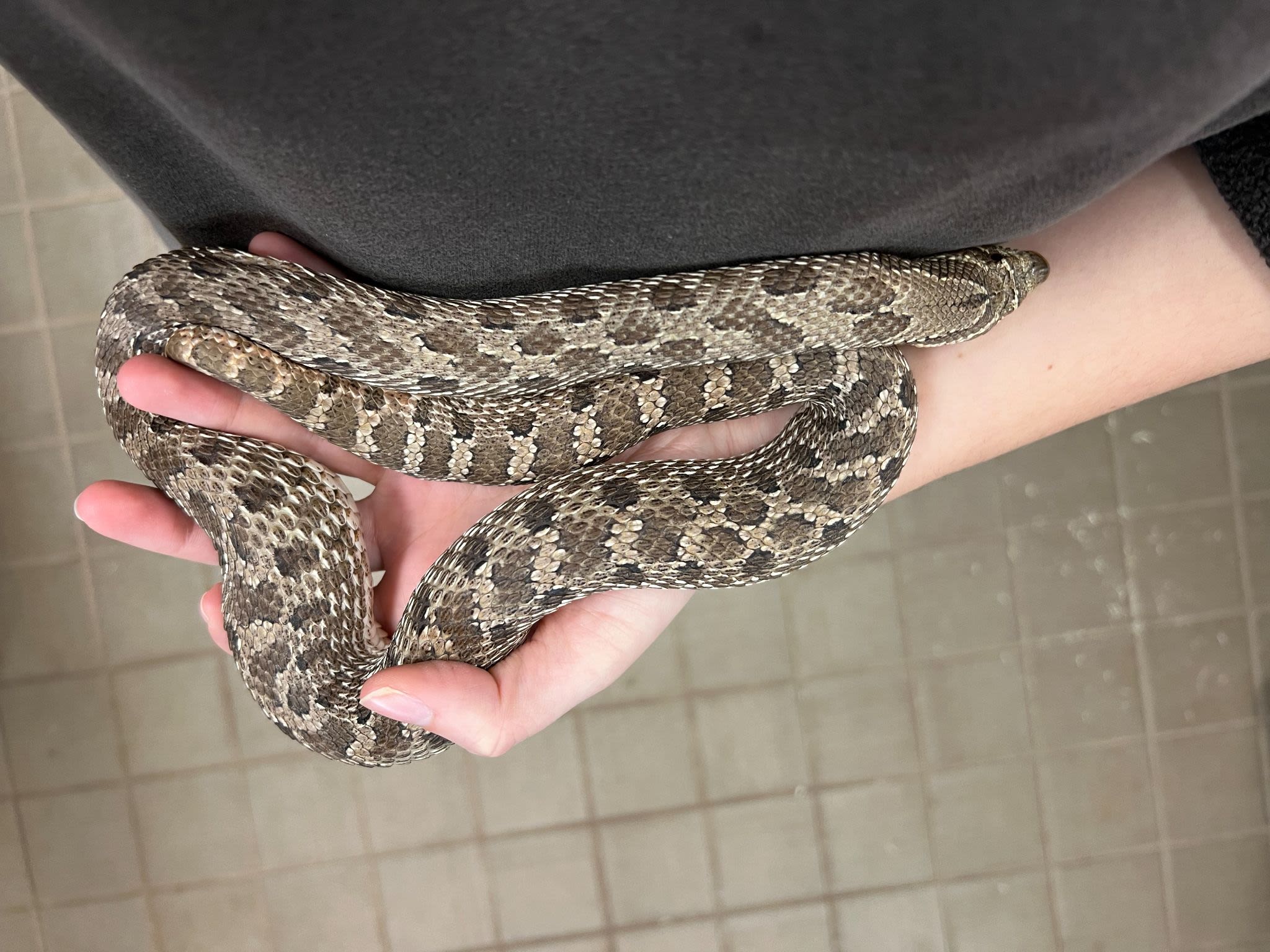 Swanger looks down on a hognose snake in her left hand
