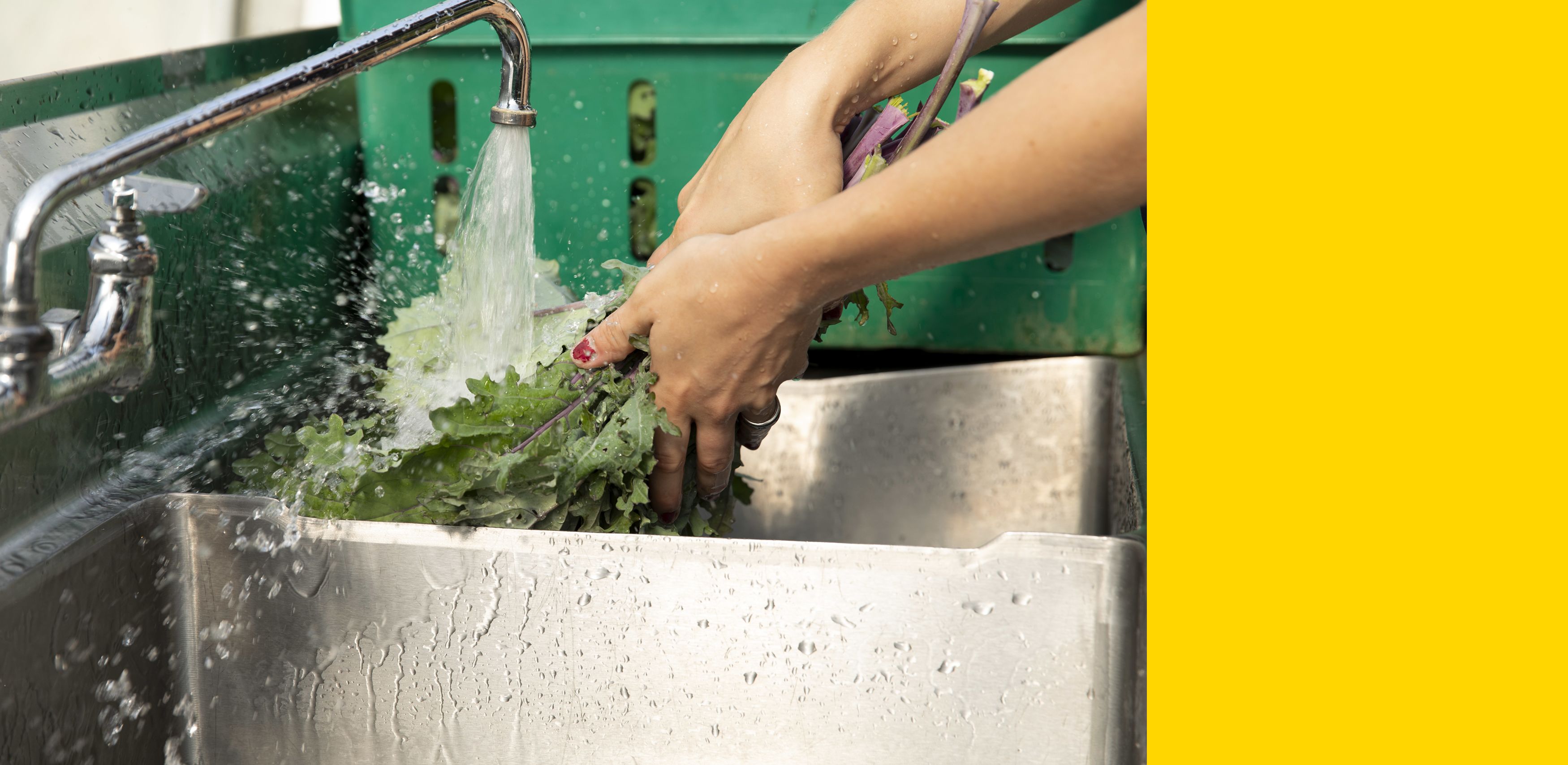 White hands washing produce in a large sink