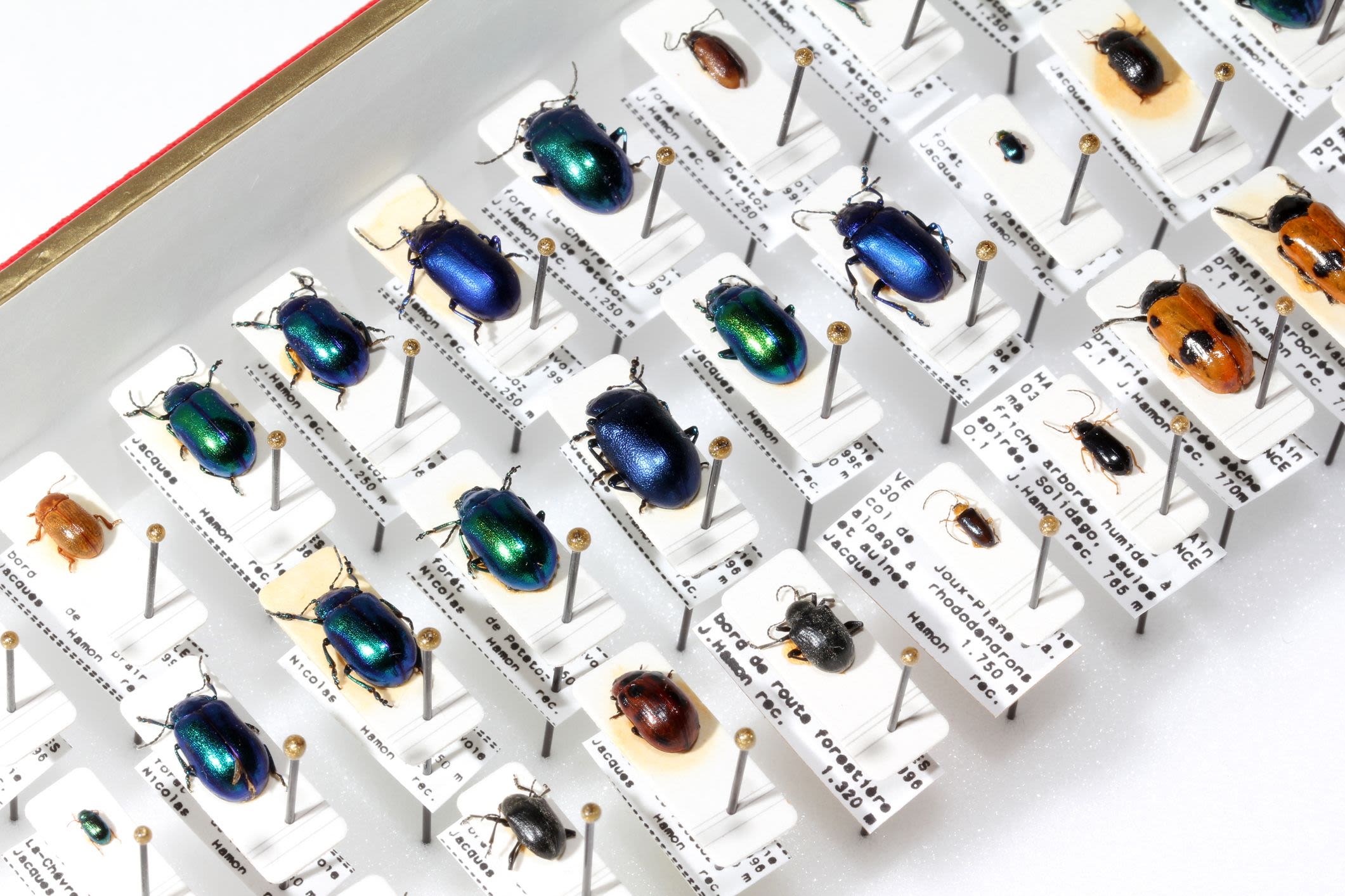 Insect taxonomy with a jewel beetle collection
