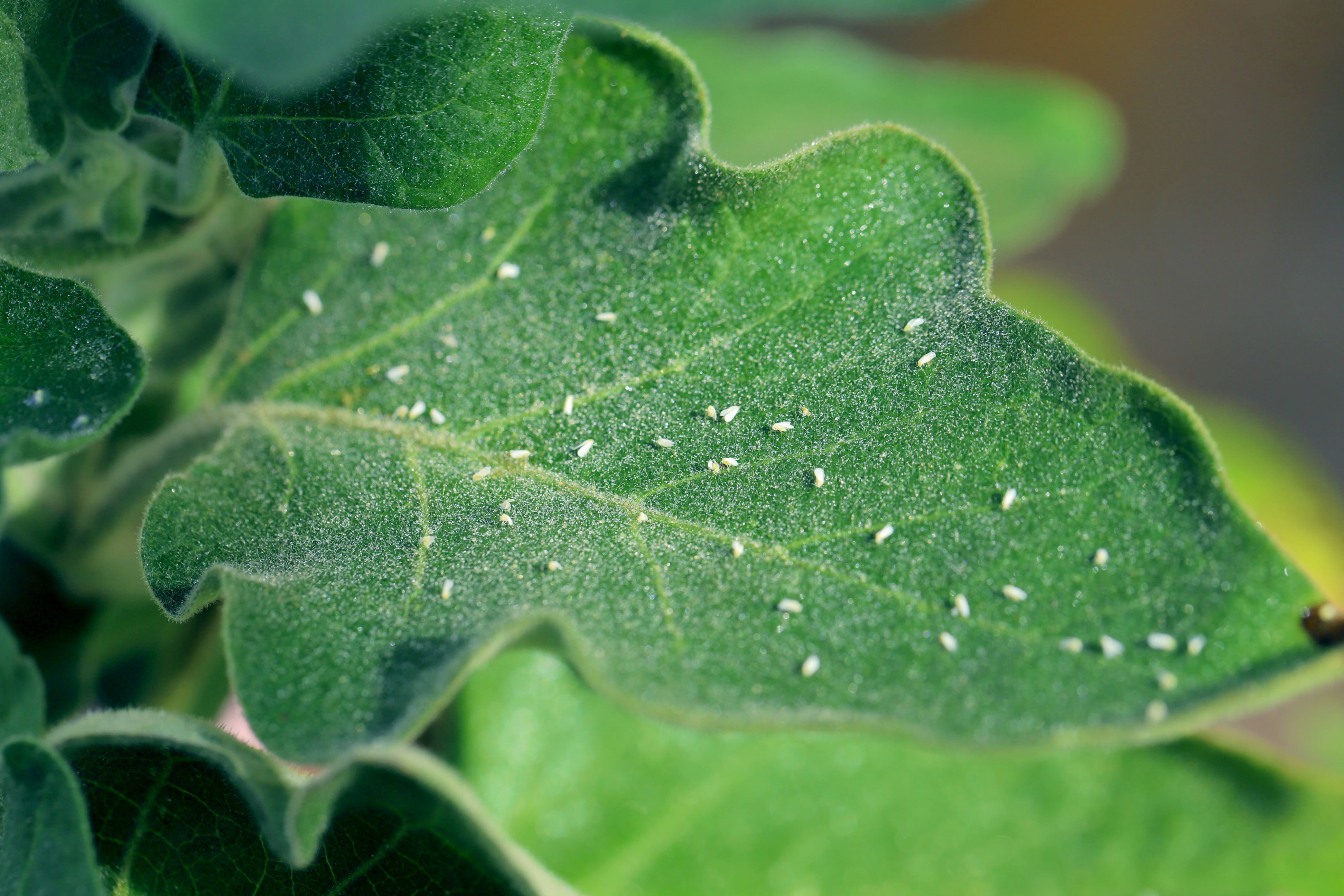 Silverleaf whitefly, Bemisia tabaci (Hemiptera: Aleyrodidae) killed by an insecticide made from natural oils on a leaf