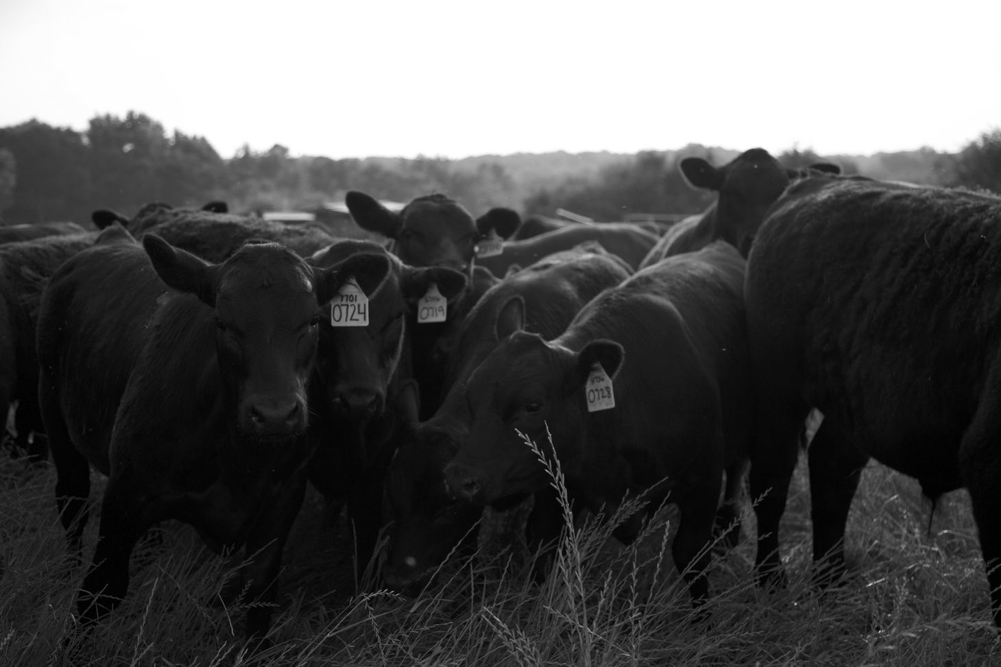 Cows with tagged ears in the field. (black and white)