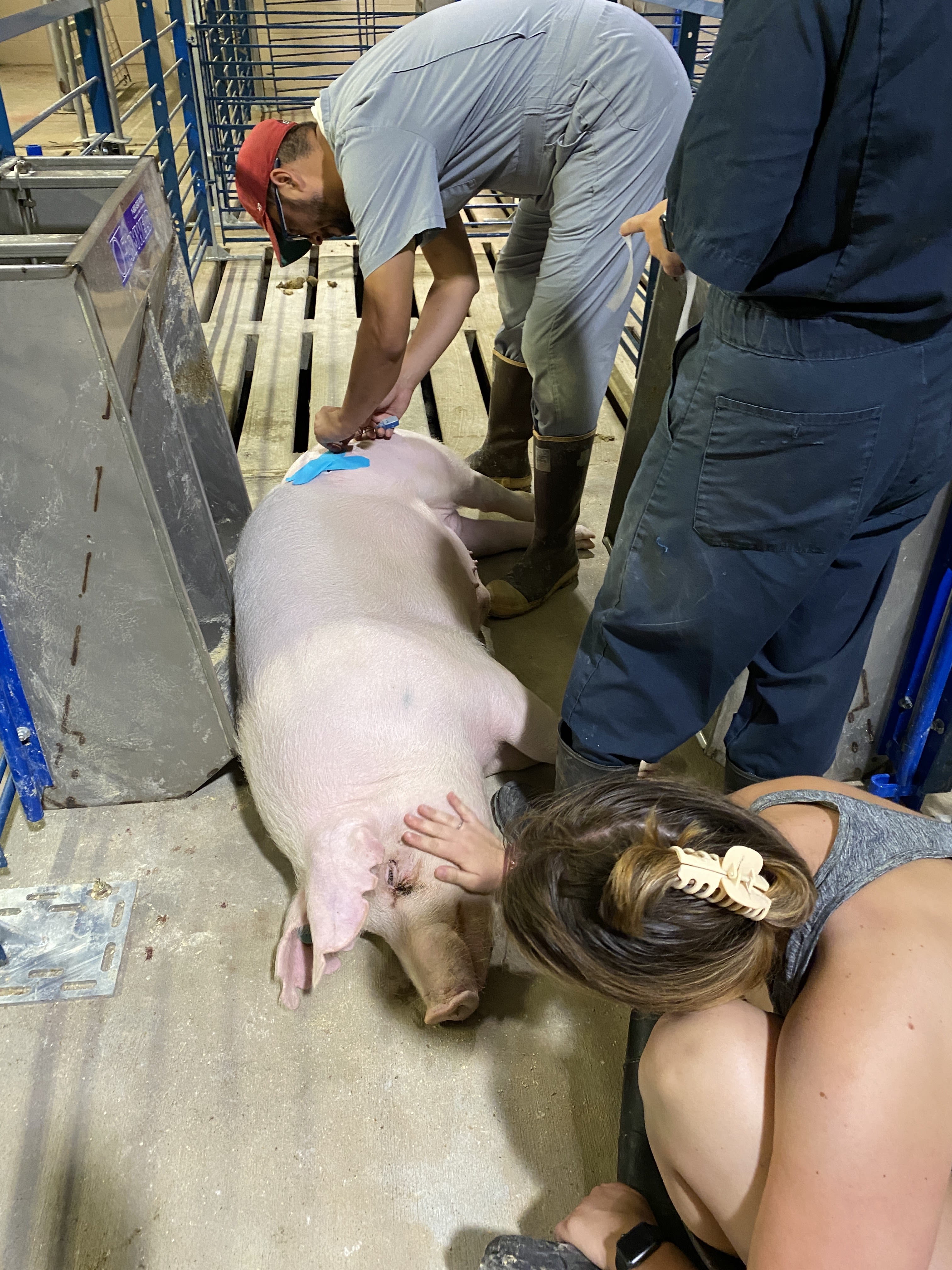 A pig sleeps on a floor as a woman pets his cheek and a man puts sensors on the pig's haunch