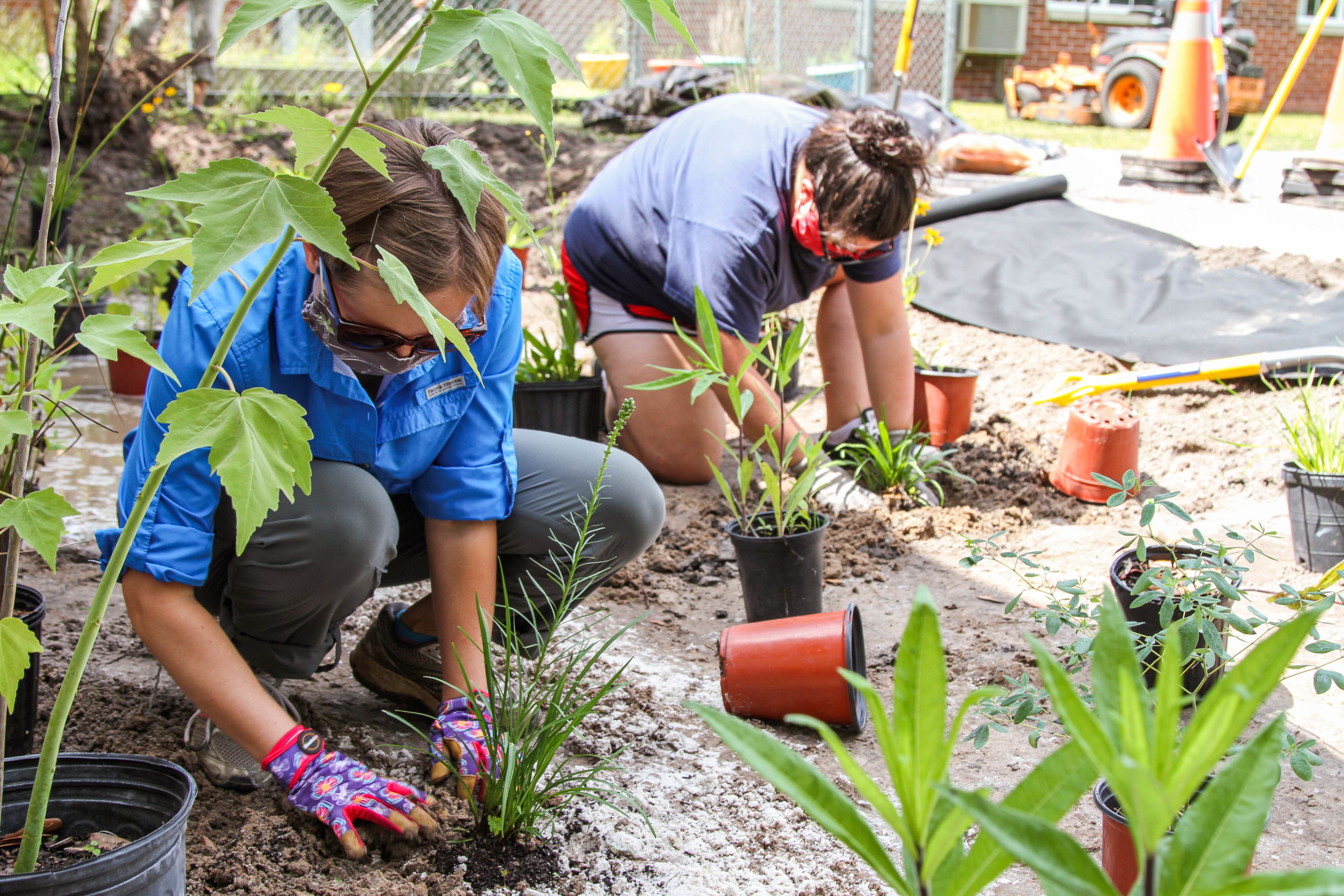 Two women wearing cloth masks plant plants in sandy soil