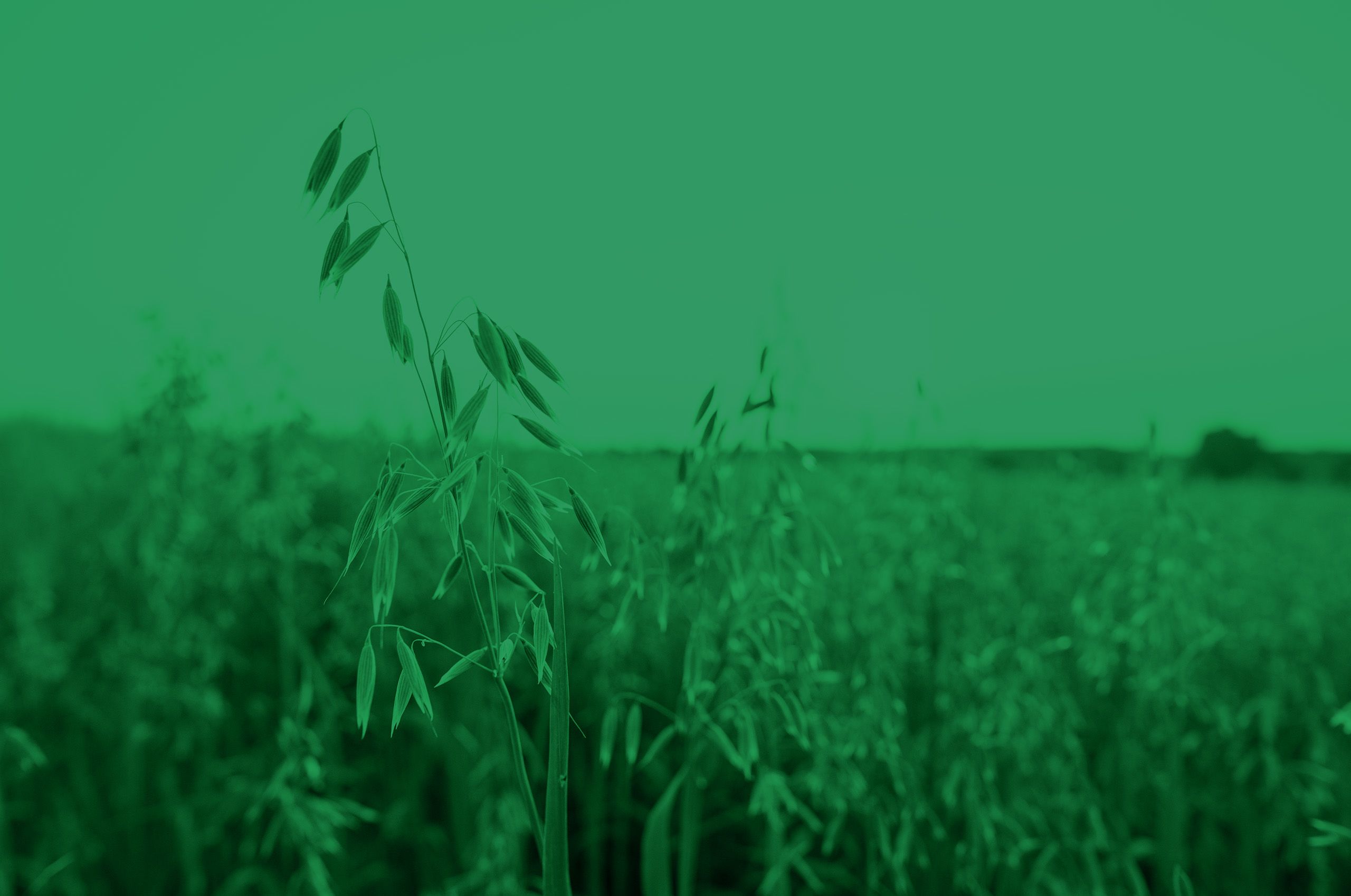 Close up on a green oat ears of wheat growing in the field in sunny day