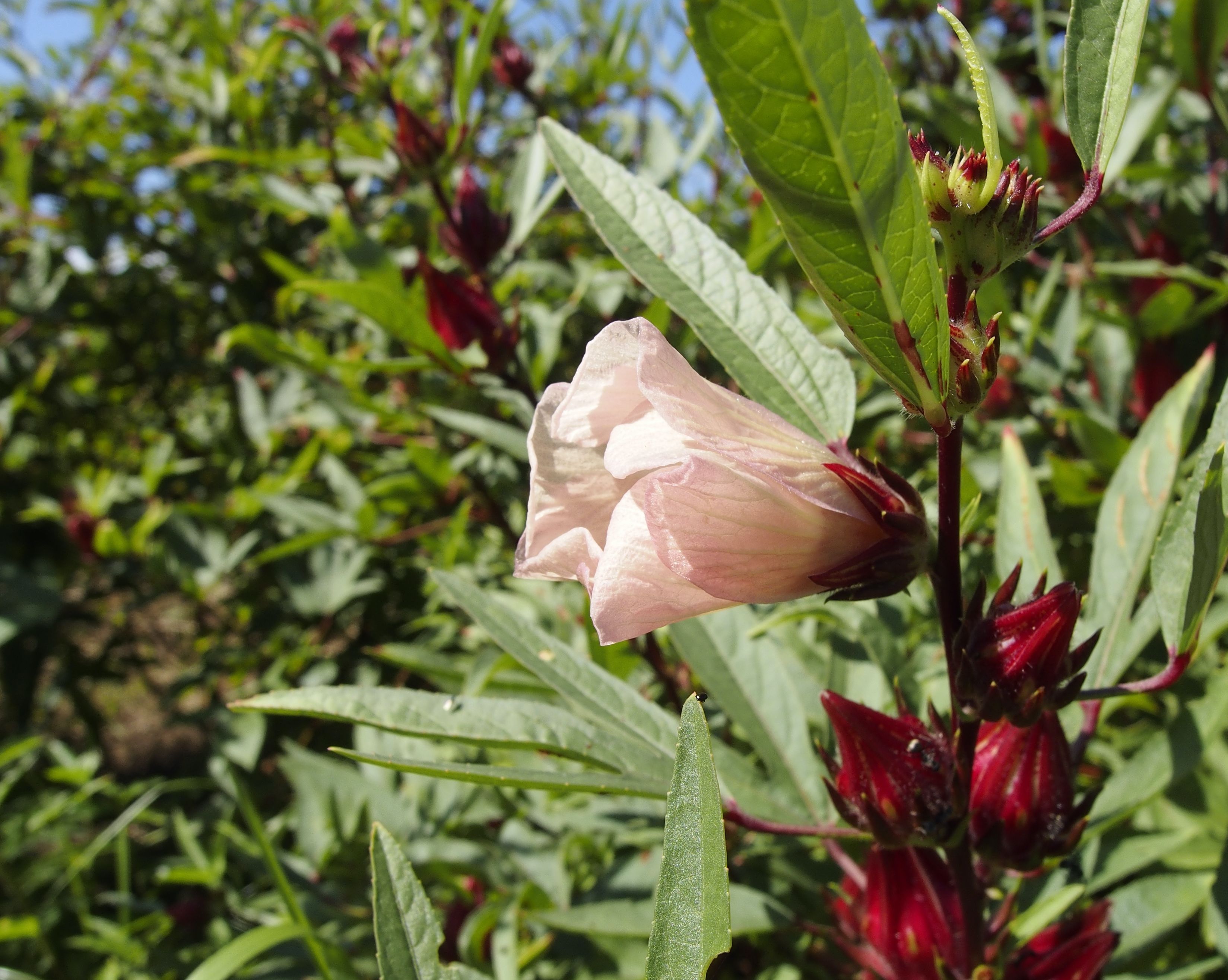 Hibiscus sabdariffa, commonly known as roselle, has been studied for its health benefits, from aiding in weight loss and improving heart and liver health to fighting cancer and bacteria.