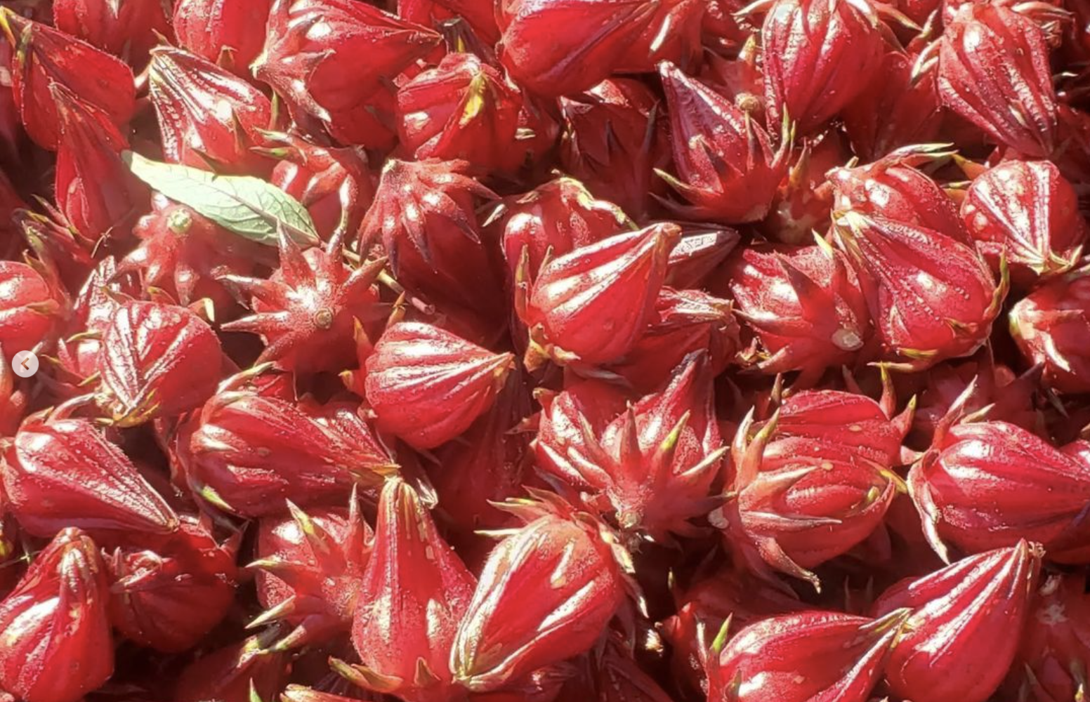 A harvest of Hibiscus sabdariffa calyxes