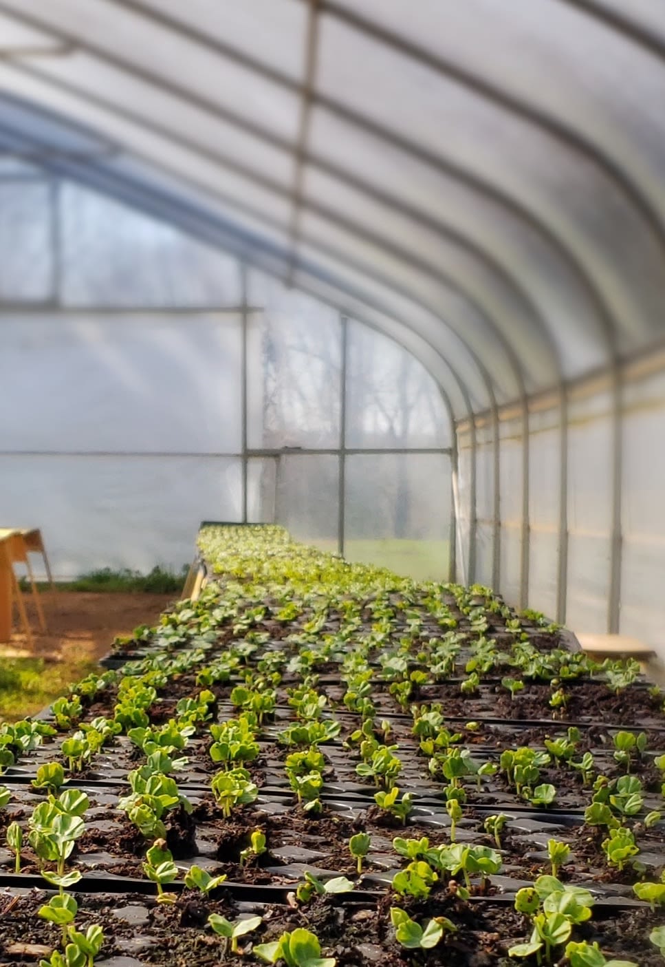 Flats of hibiscus transplants grow in the greenhouse at Pride Road.