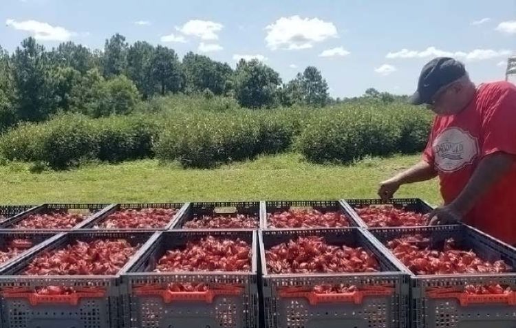 Man overlooks plastic containers of red hibiscus calyxes