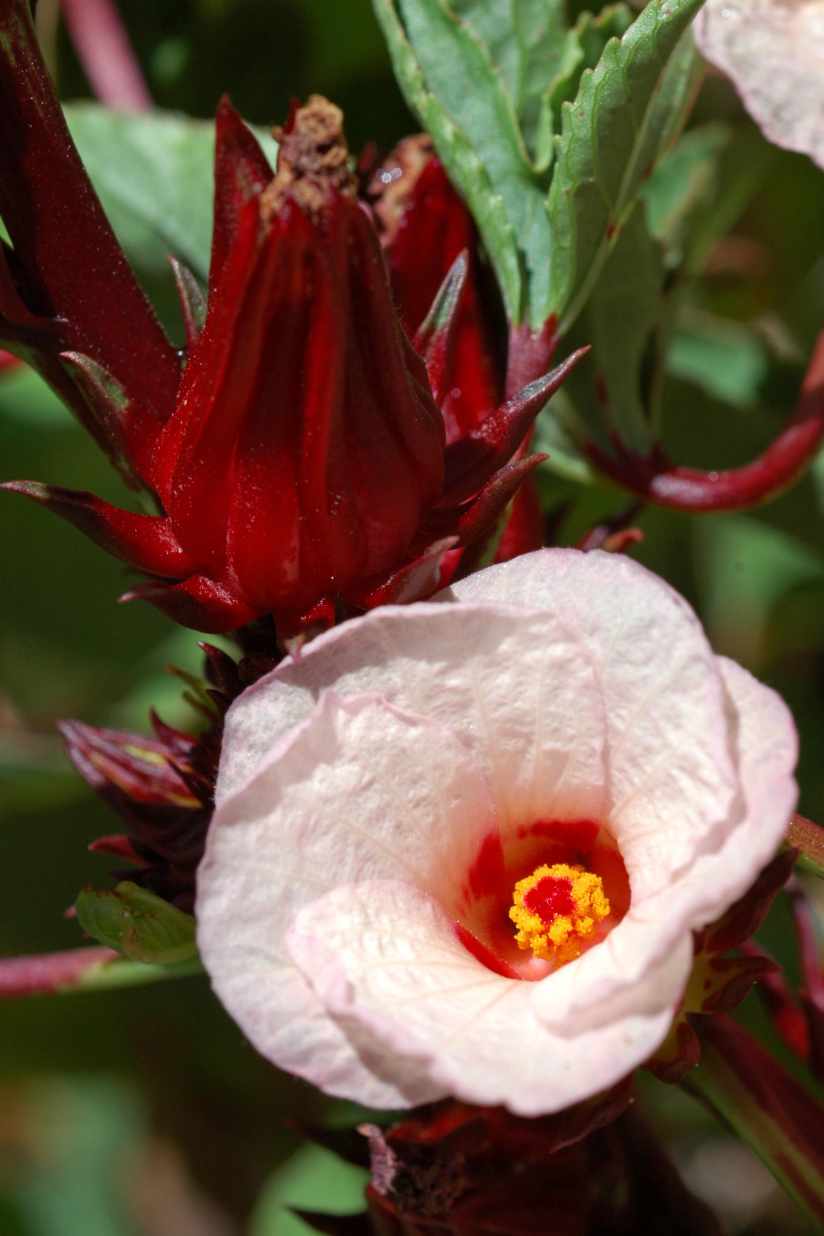 Close up of hibiscus sabdariffa flower