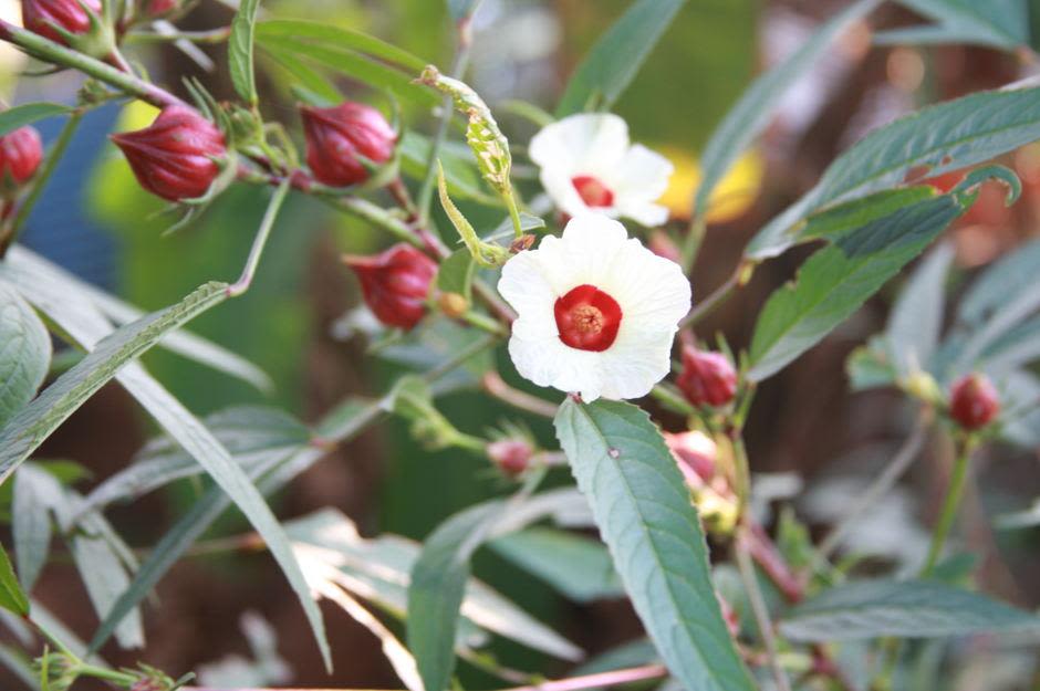 Hibiscus Sabdariffa, commonly known as roselle