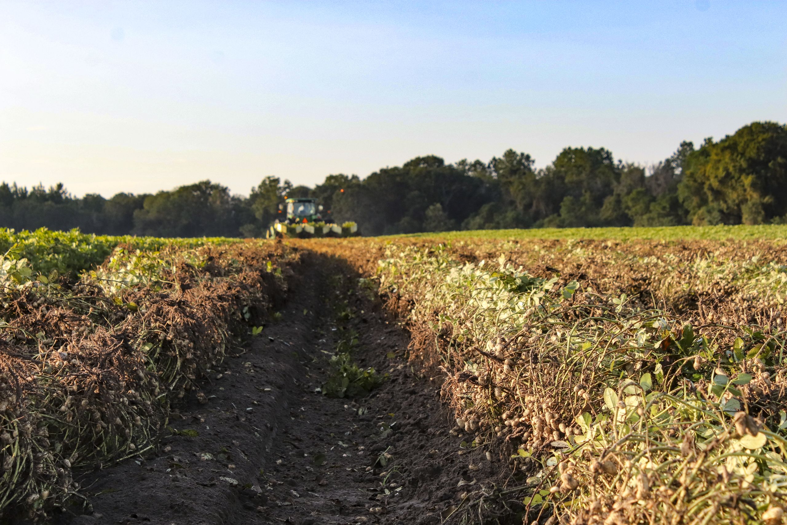 A low angle photo showing a furrow dug in a peanut field by a peanut digging tractor showing freshly dug peanut vines and the tractor in the distance. 