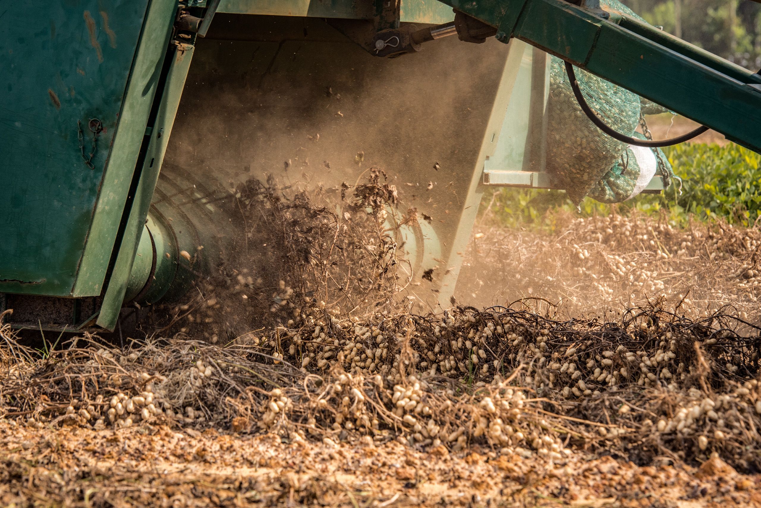 Peanuts being harvested in the field