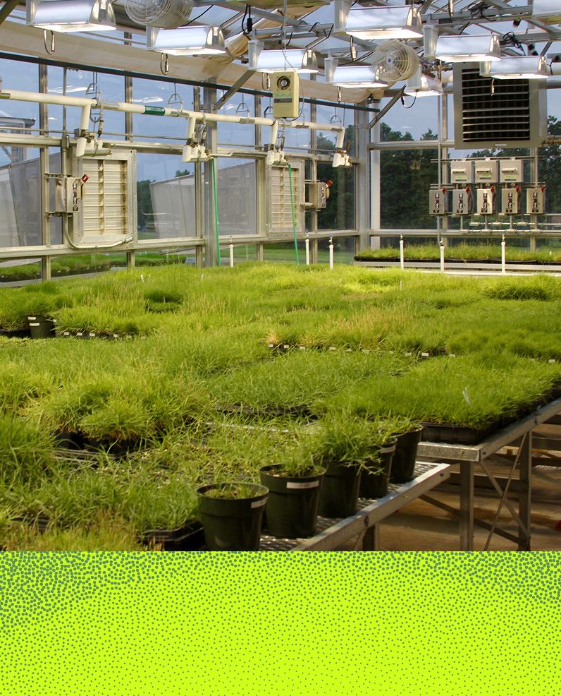 UGA-Griffin greenhouse with pallets of turf grass growing on tables