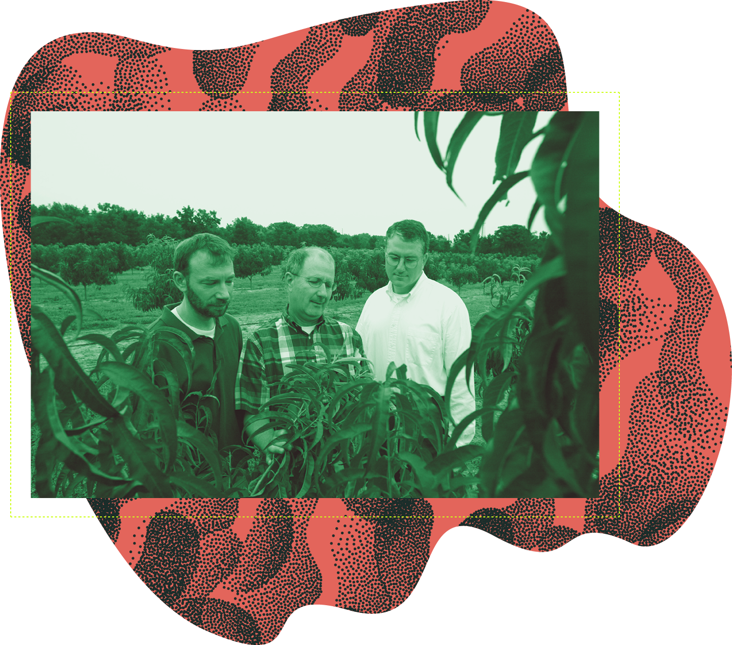 People examining peaches