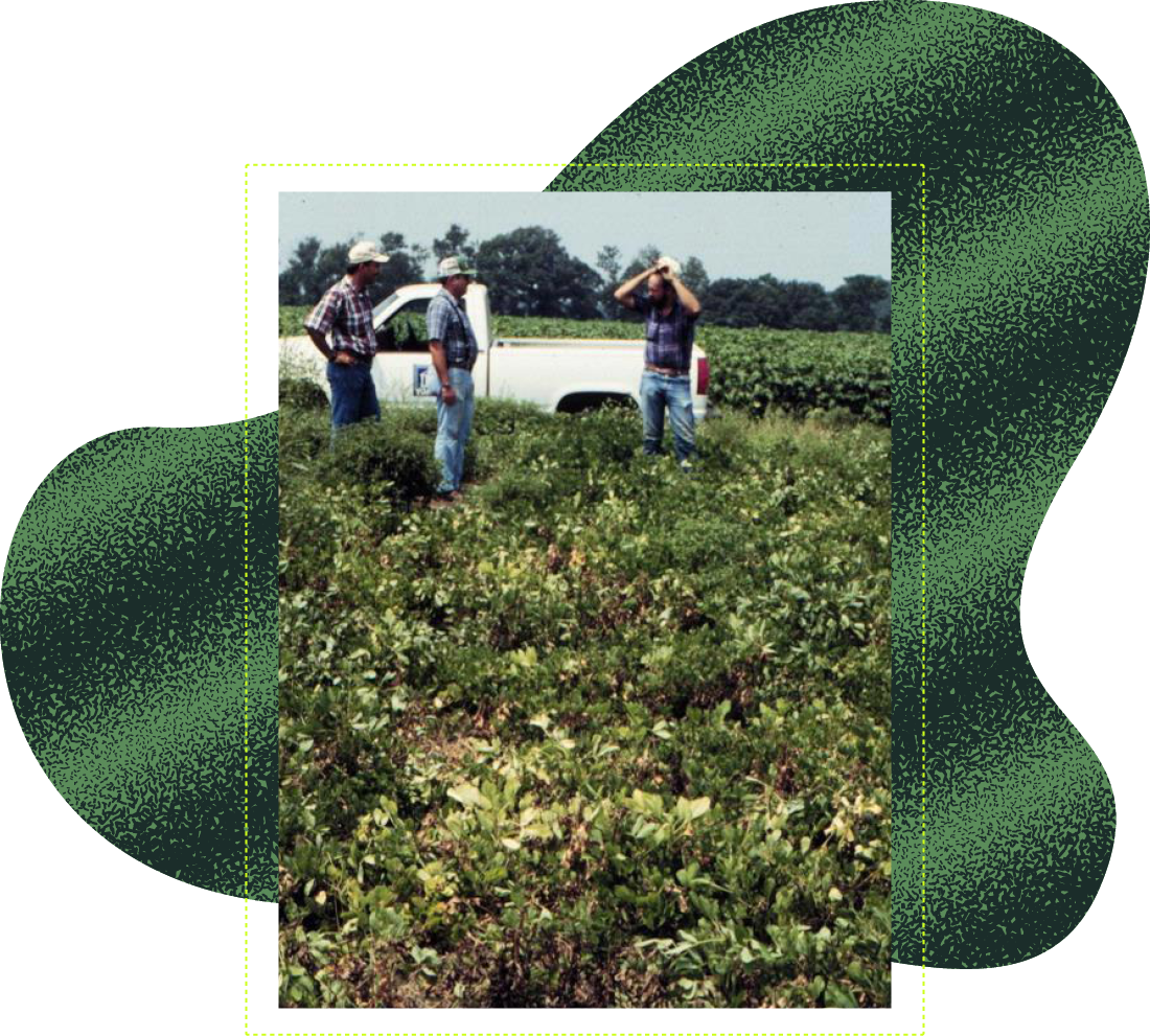 Farmers standing next to a truck in a peanut field