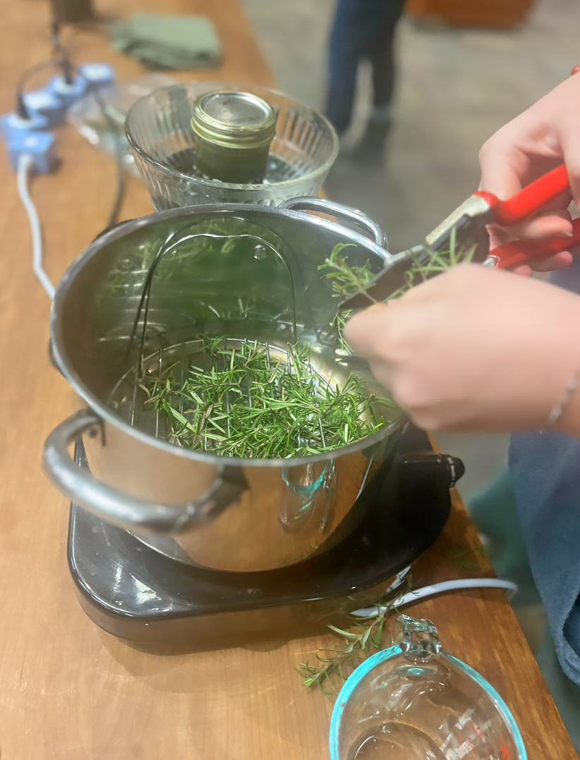 A student snips rosemary into an instant pot to create a homemade condenser, used to make hydrosols.