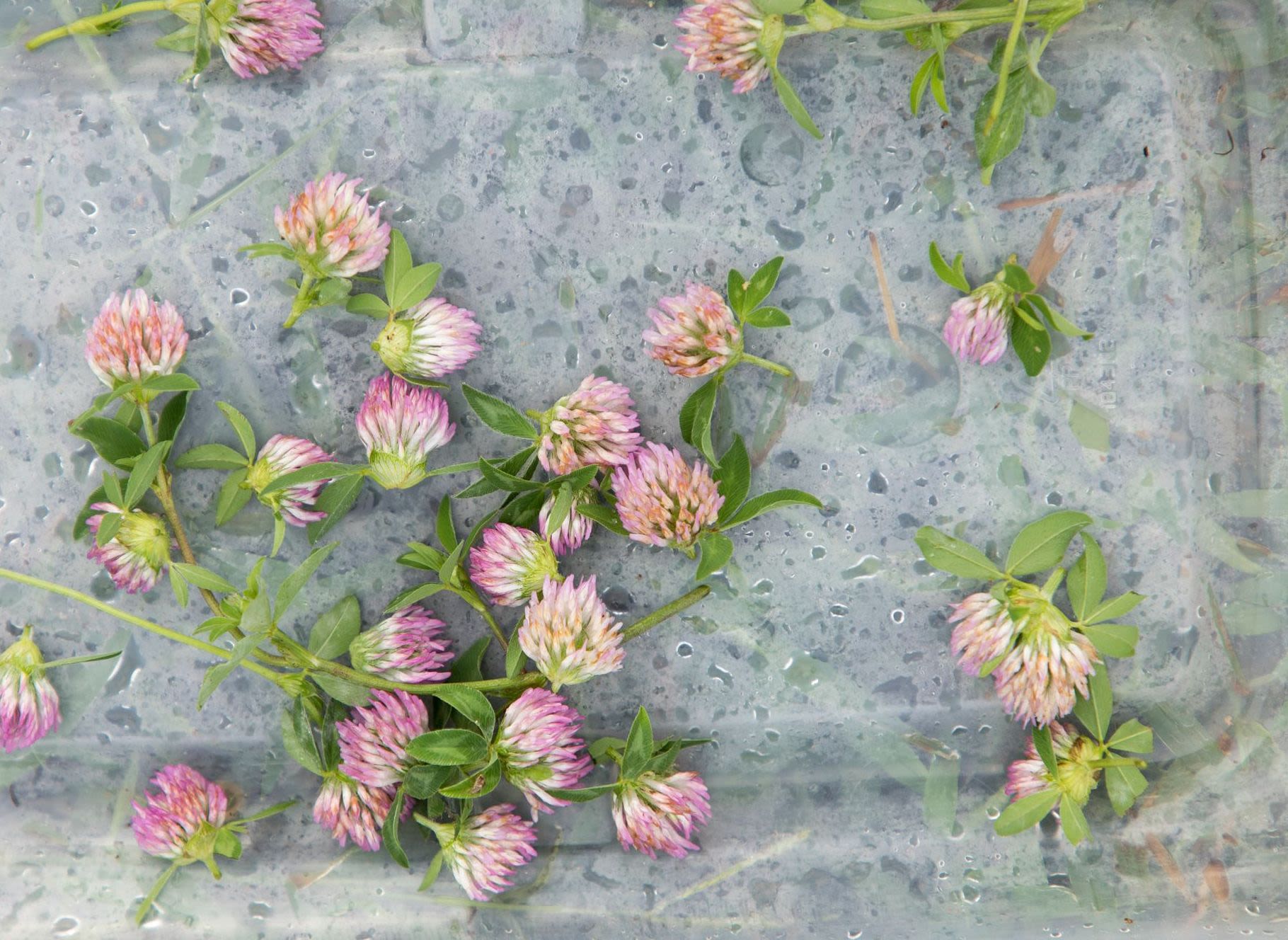 Details of red clover flower tops medicinal herb harvested by students at the UGArden.
