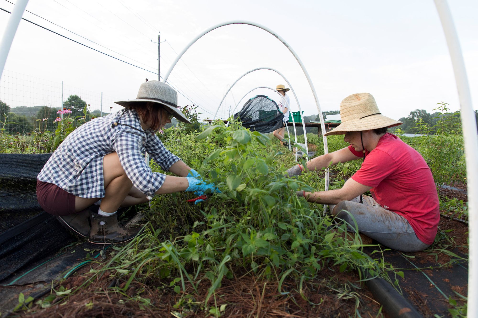 (L-R) Medicinal herb garden manager Noelle Fuller and undergraduate student Sam Shafritz pull weeds in the medicinal herb garden at the UGArden.