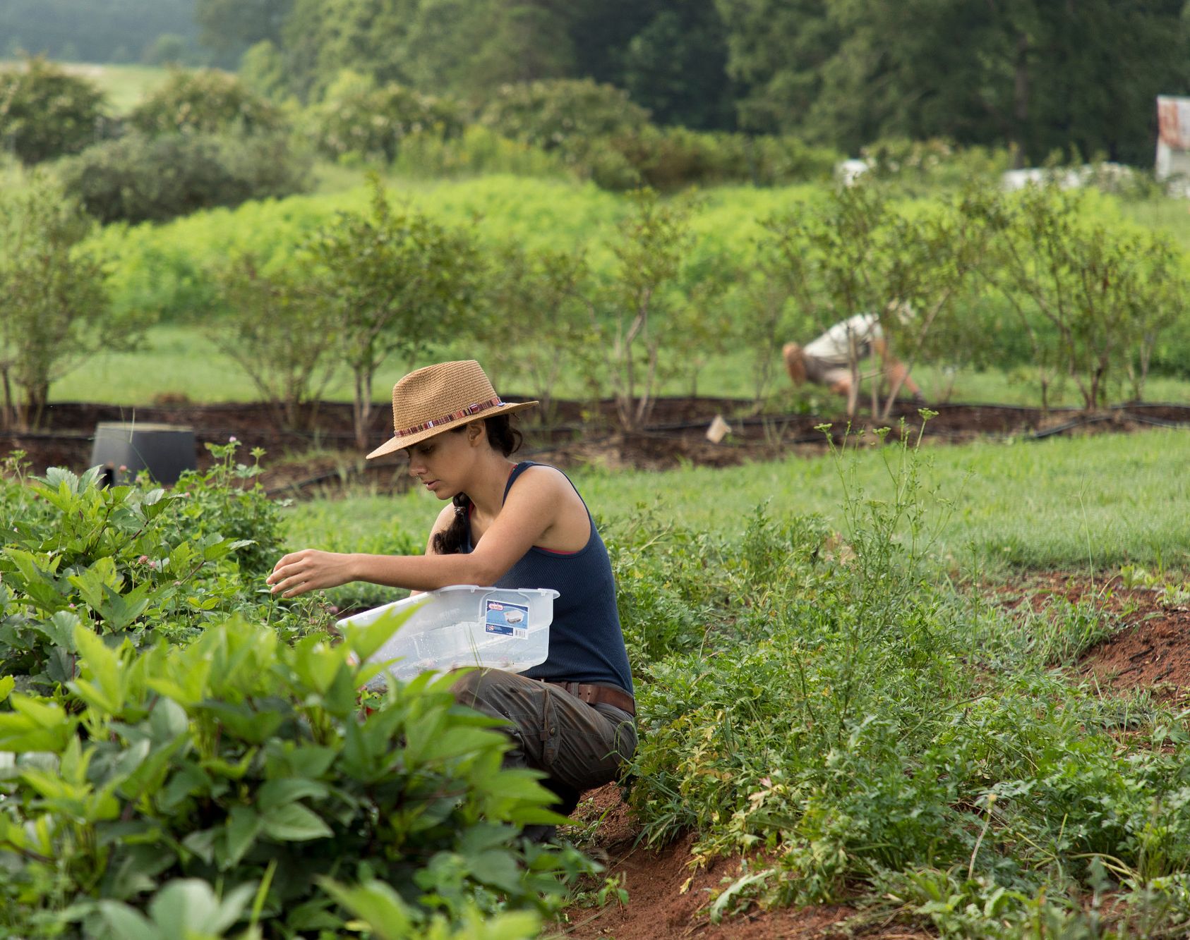 Undergraduate student Morgan Watson harvests red clover blooms in the medicinal herb garden at UGArden.