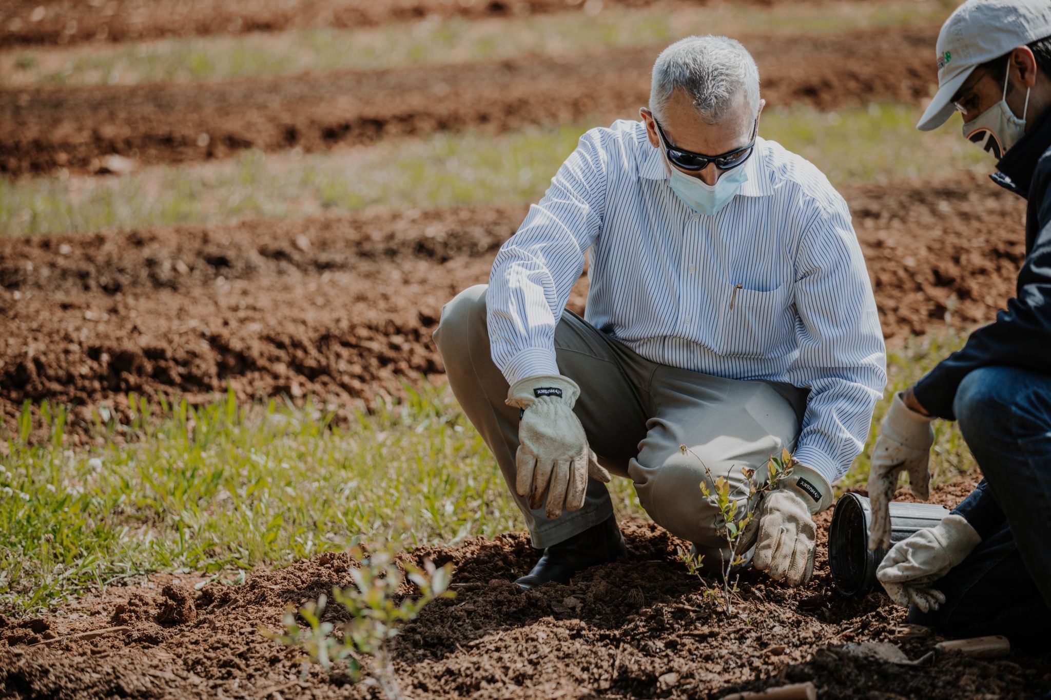 Dean Nick Place planting a blueberry sapling in field