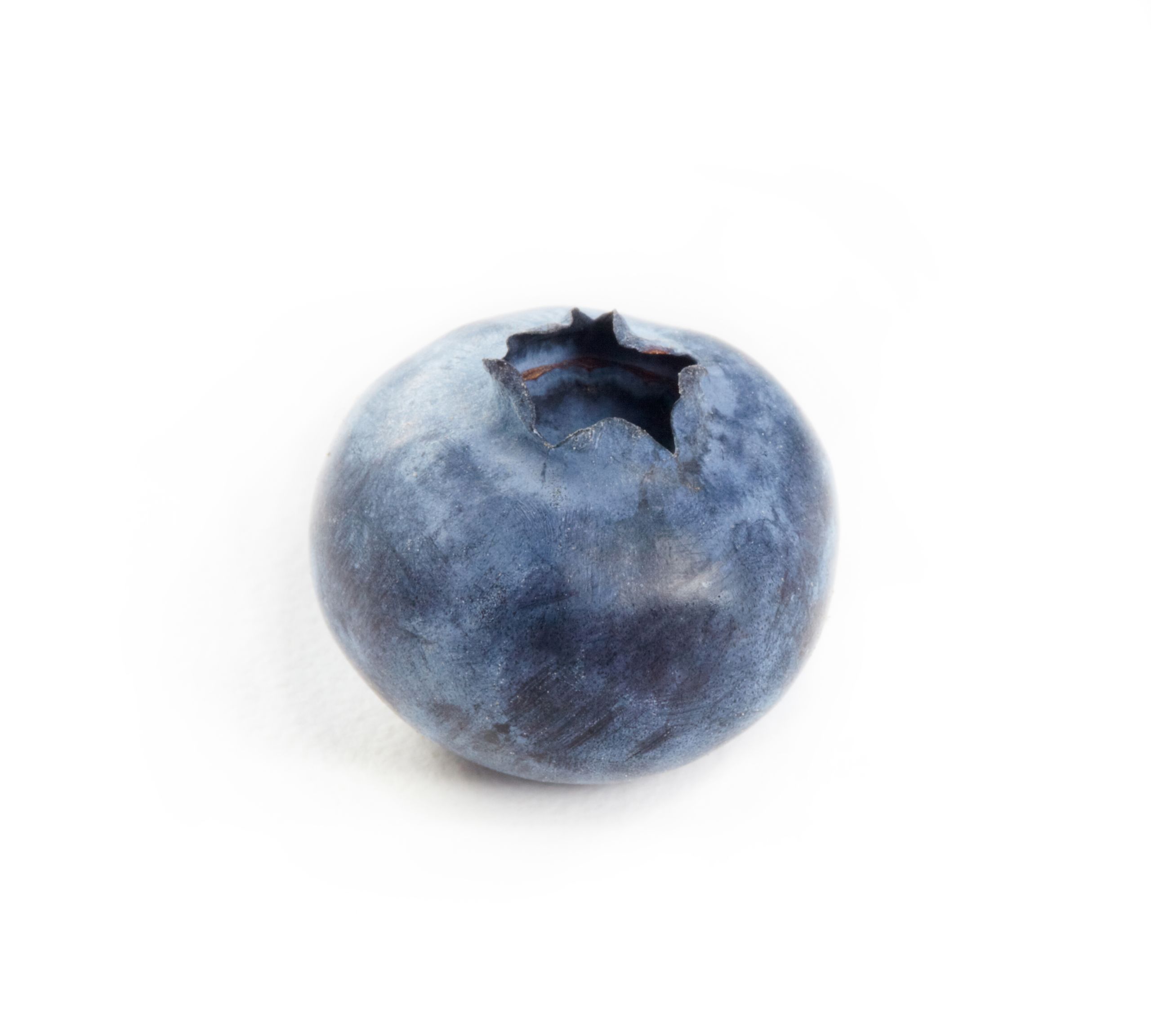 Single blueberry on white background