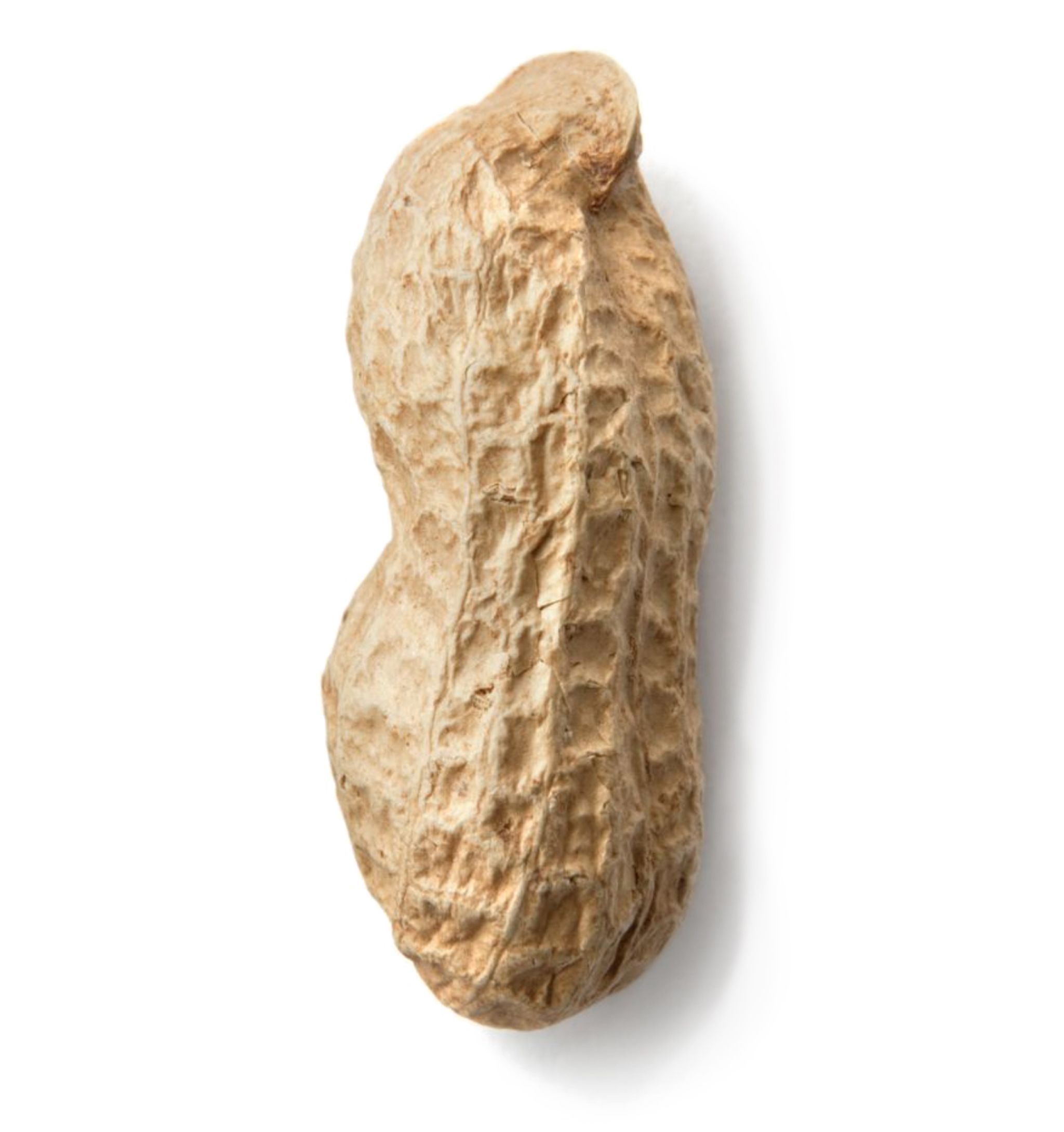 Single peanut on white background