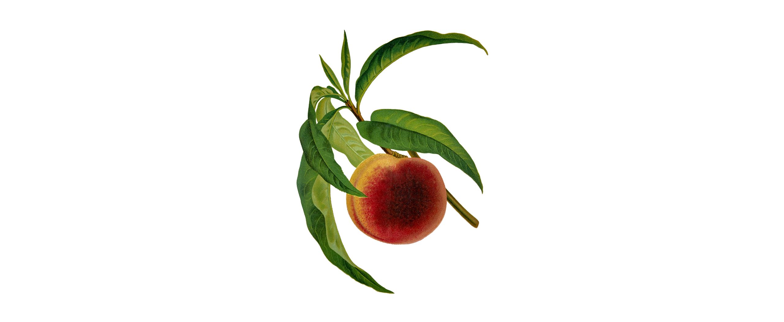 Peach illustration