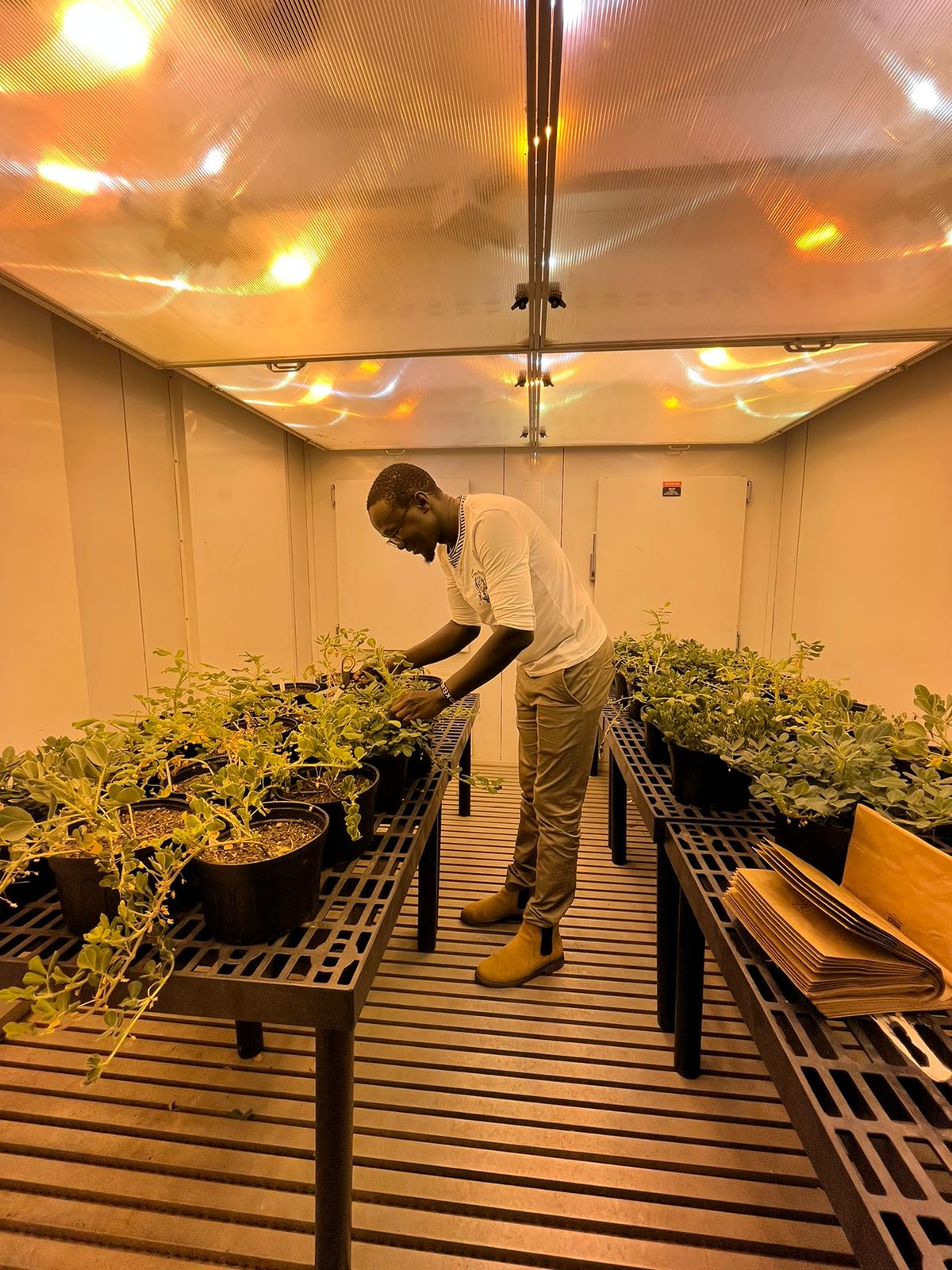 Kelvin Awori leans over a table filled with potted plants inside a grow room, which has a low ceiling and visible lights with a warm glow.