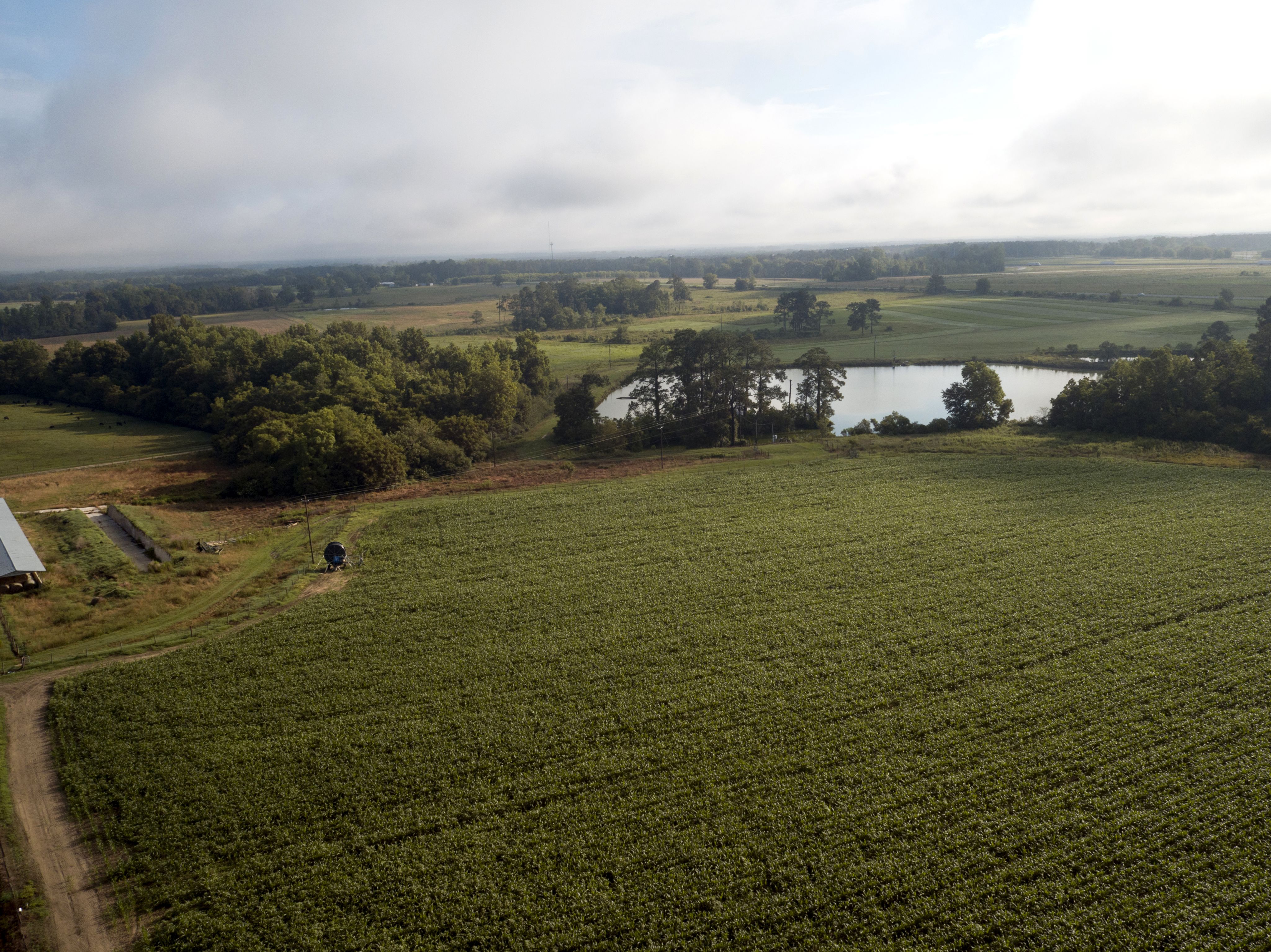 Aerial view of the farms at UGA-Tifton, with a pond and agricultural buildings visible
