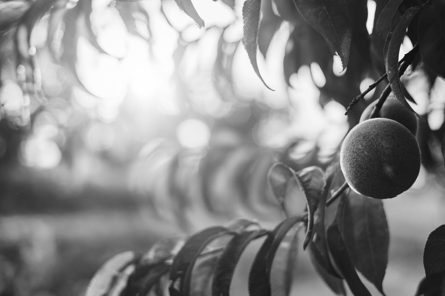 In black and white, light filtering through peach branches, with the focus on a peach hanging from a branch in the foreground
