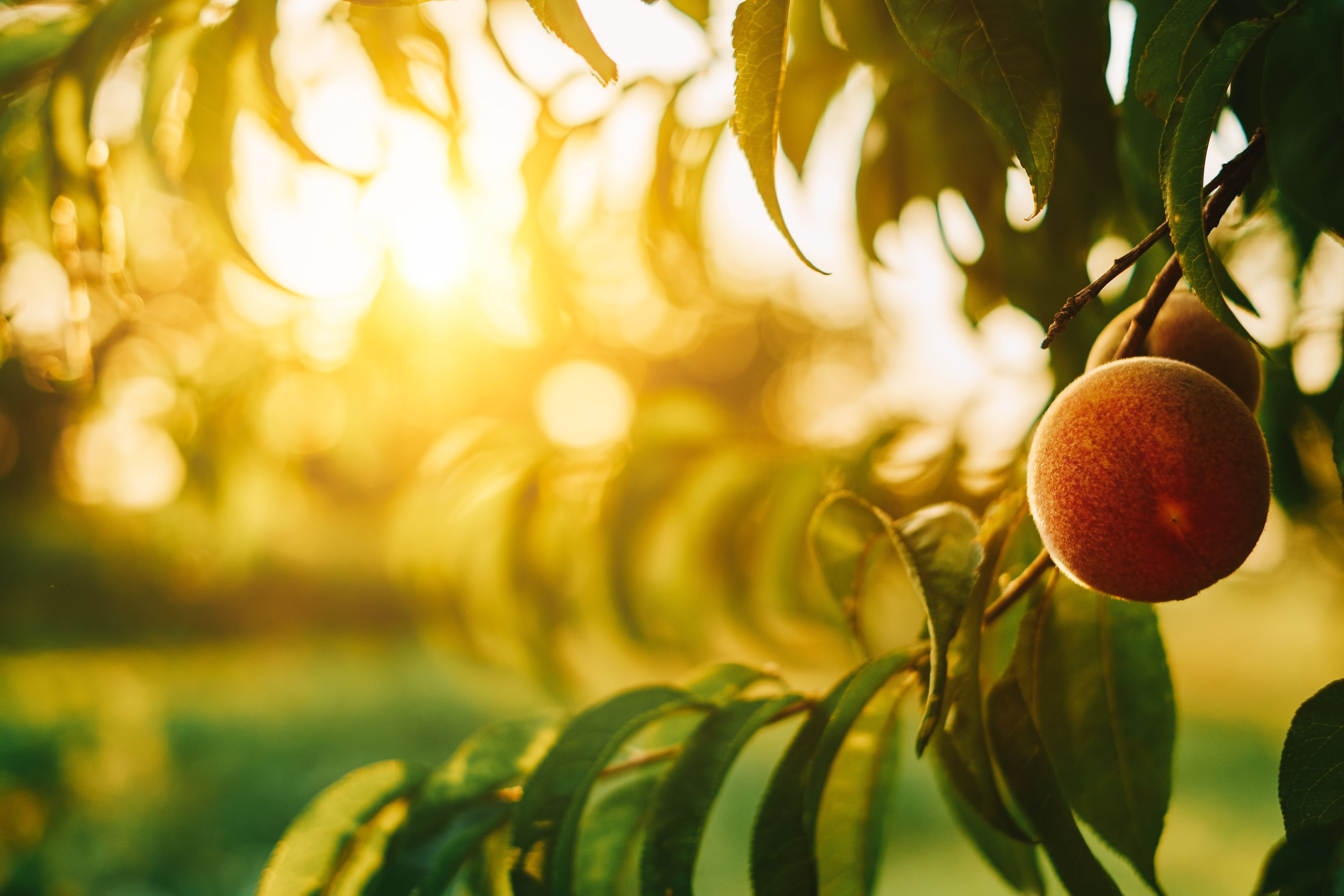 Warm light filtering through peach branches, with the focus on a peach hanging from a branch in the foreground