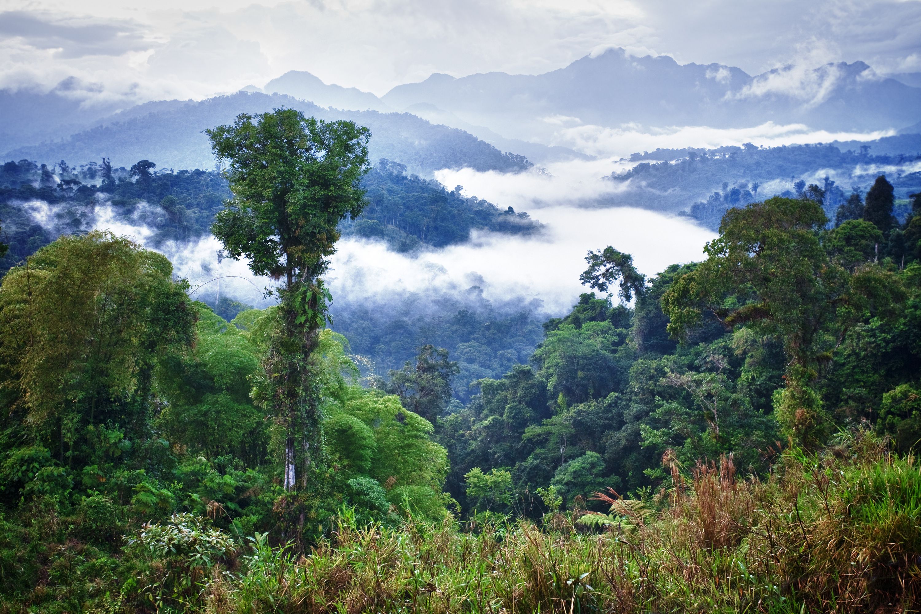Cloud forest in Ecuador looking upon mountaintops