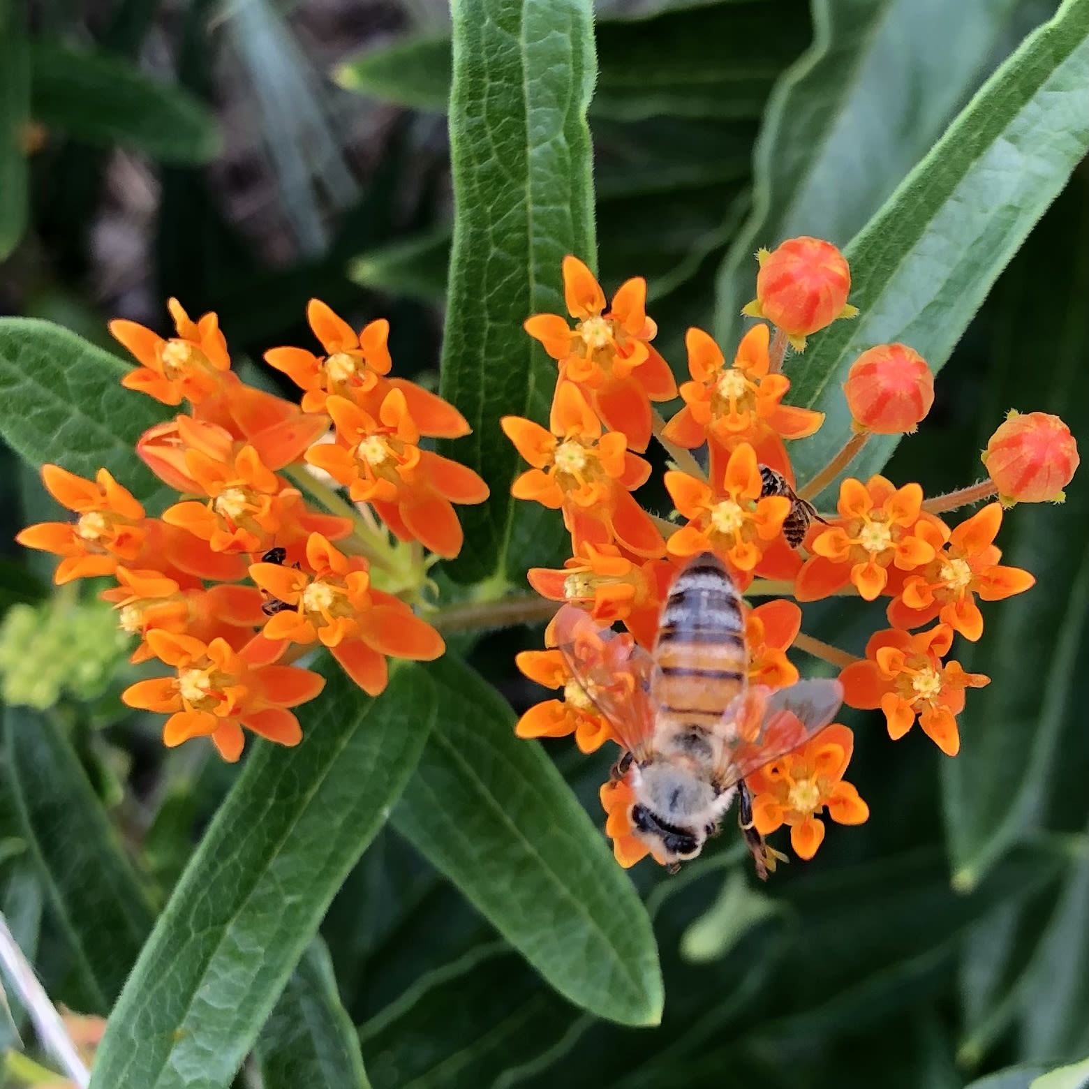 A bee sits on top of the bright-orange flowers of butterfly milkweed