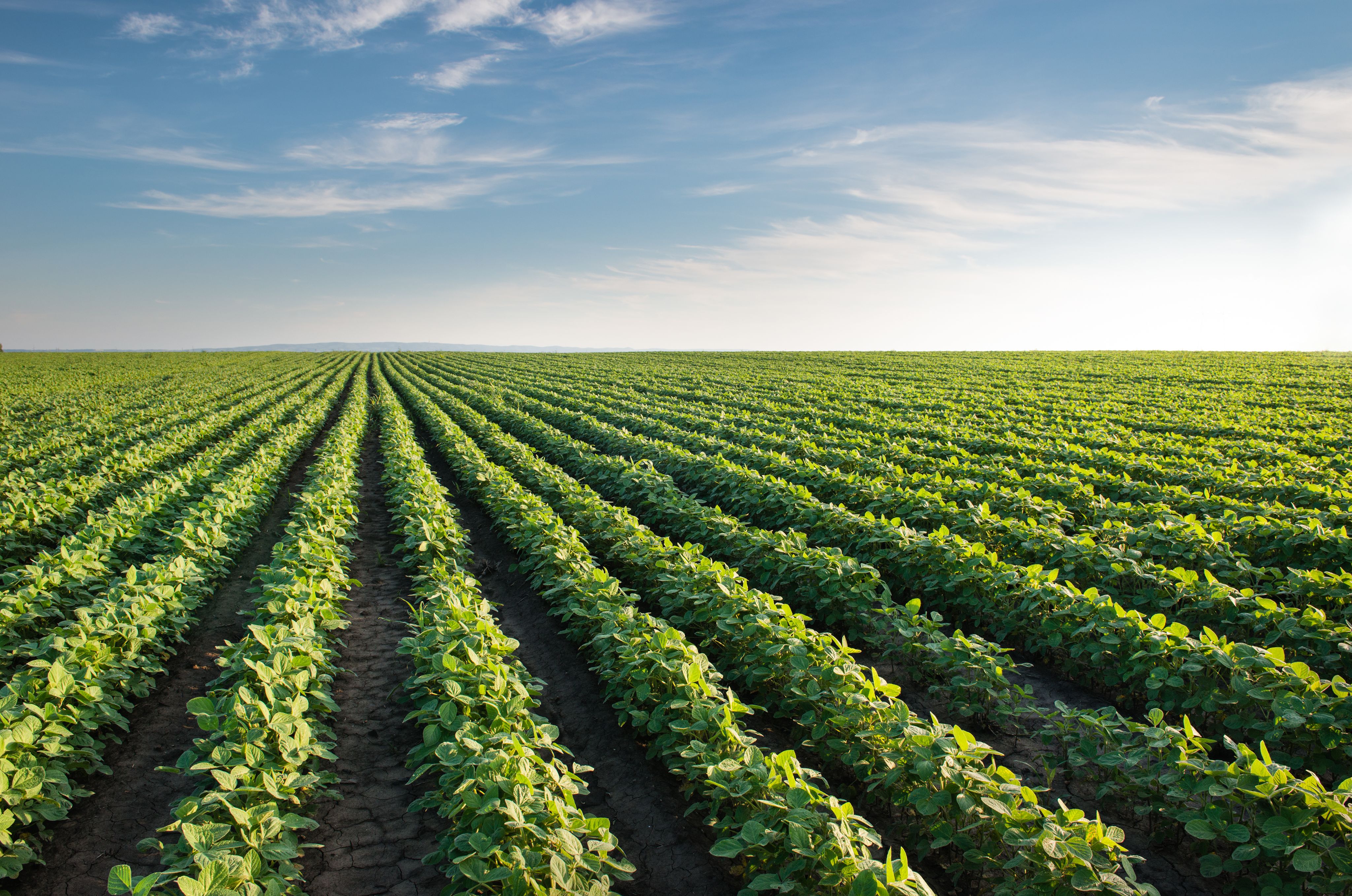 Wide angle of a green field under a blue sky