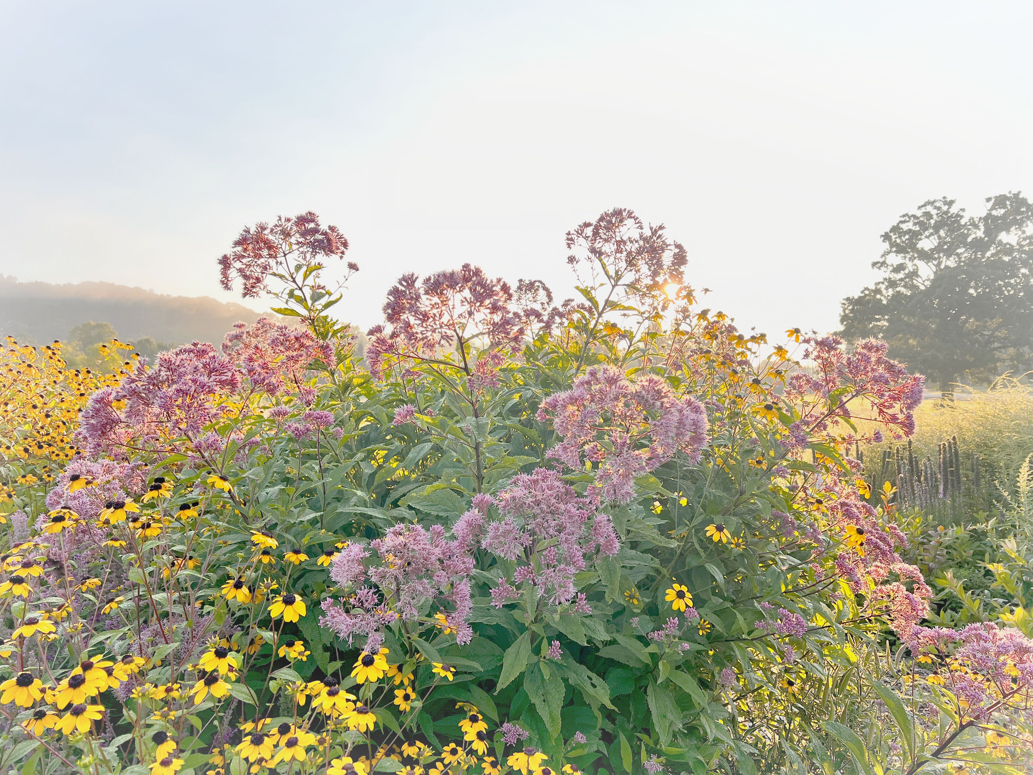 Flowers in a field
