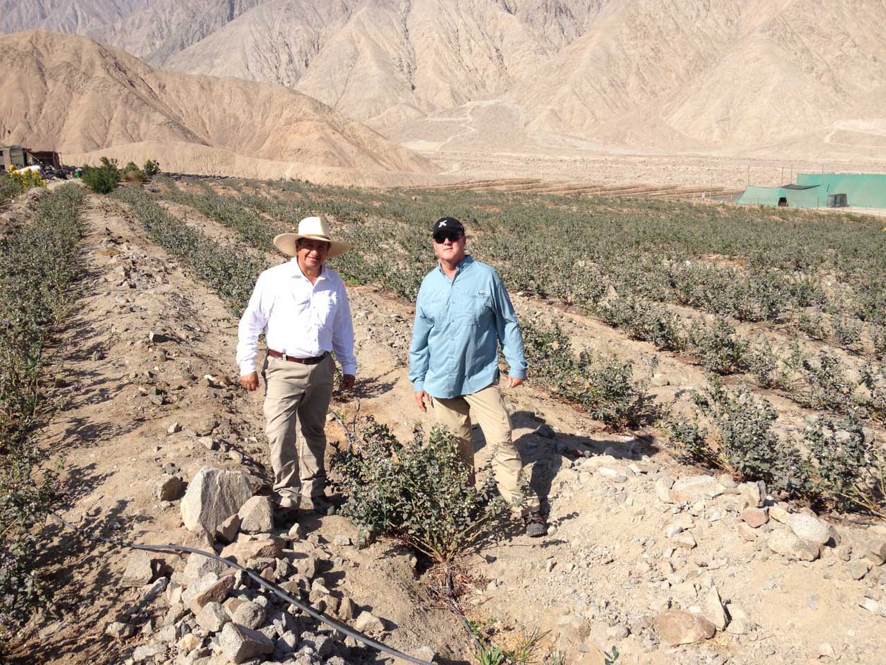 Scott NeSmith and a farmer stand in a blueberry field with mountains in the background