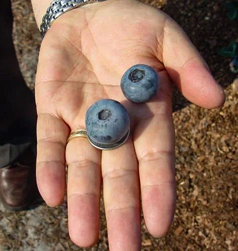 Two large blueberries in a person's hand. The larger one has a diameter similar to the widest part of the person's thumb.