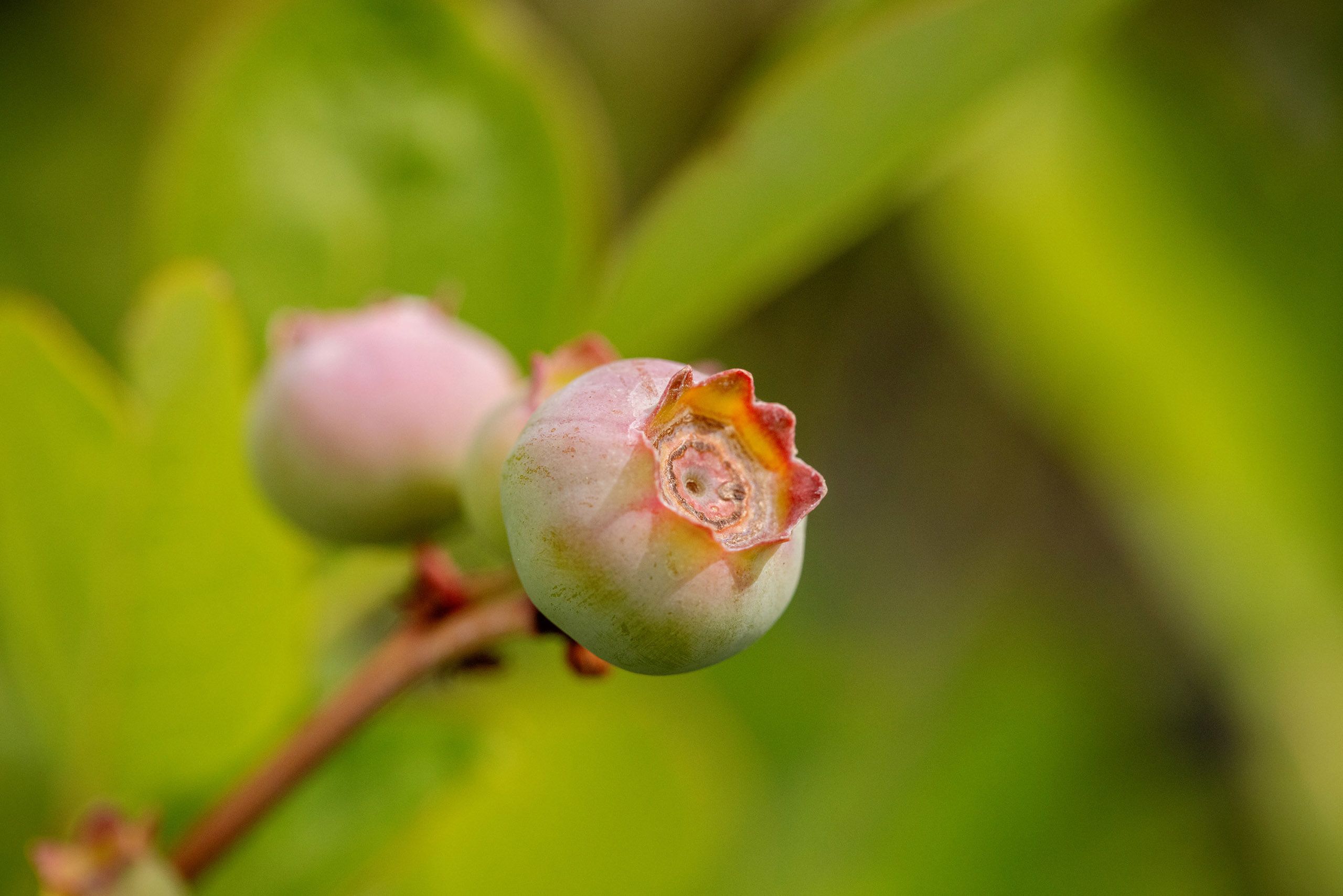 Close-up of unripe, pink blueberries on a stem