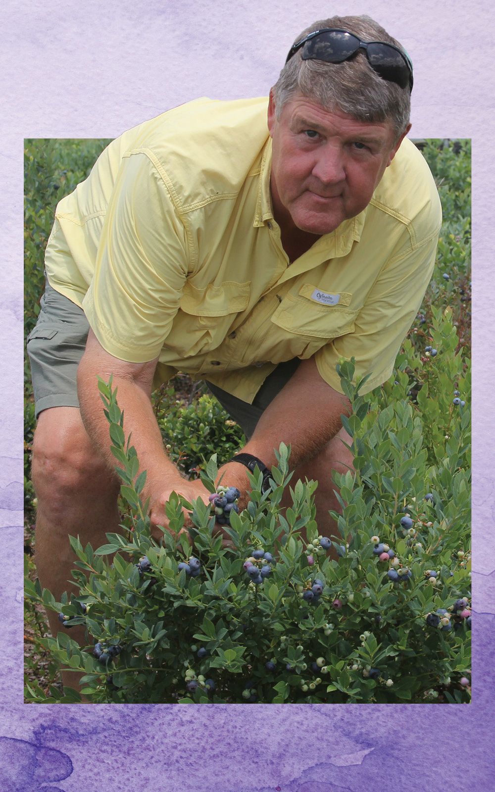 Scott NeSmith crouches beside a blueberry plant