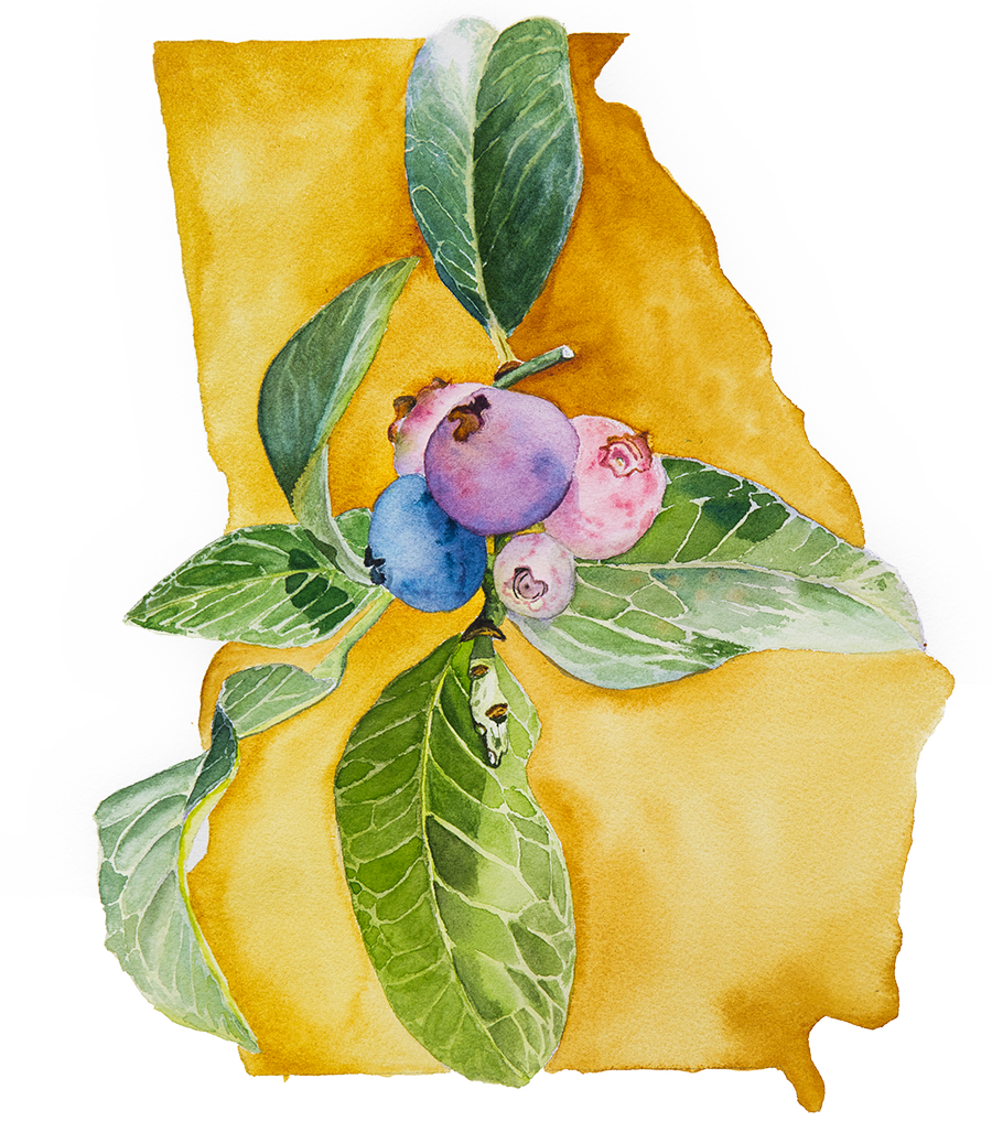 Painting of a blueberry stem on the state of Georgia