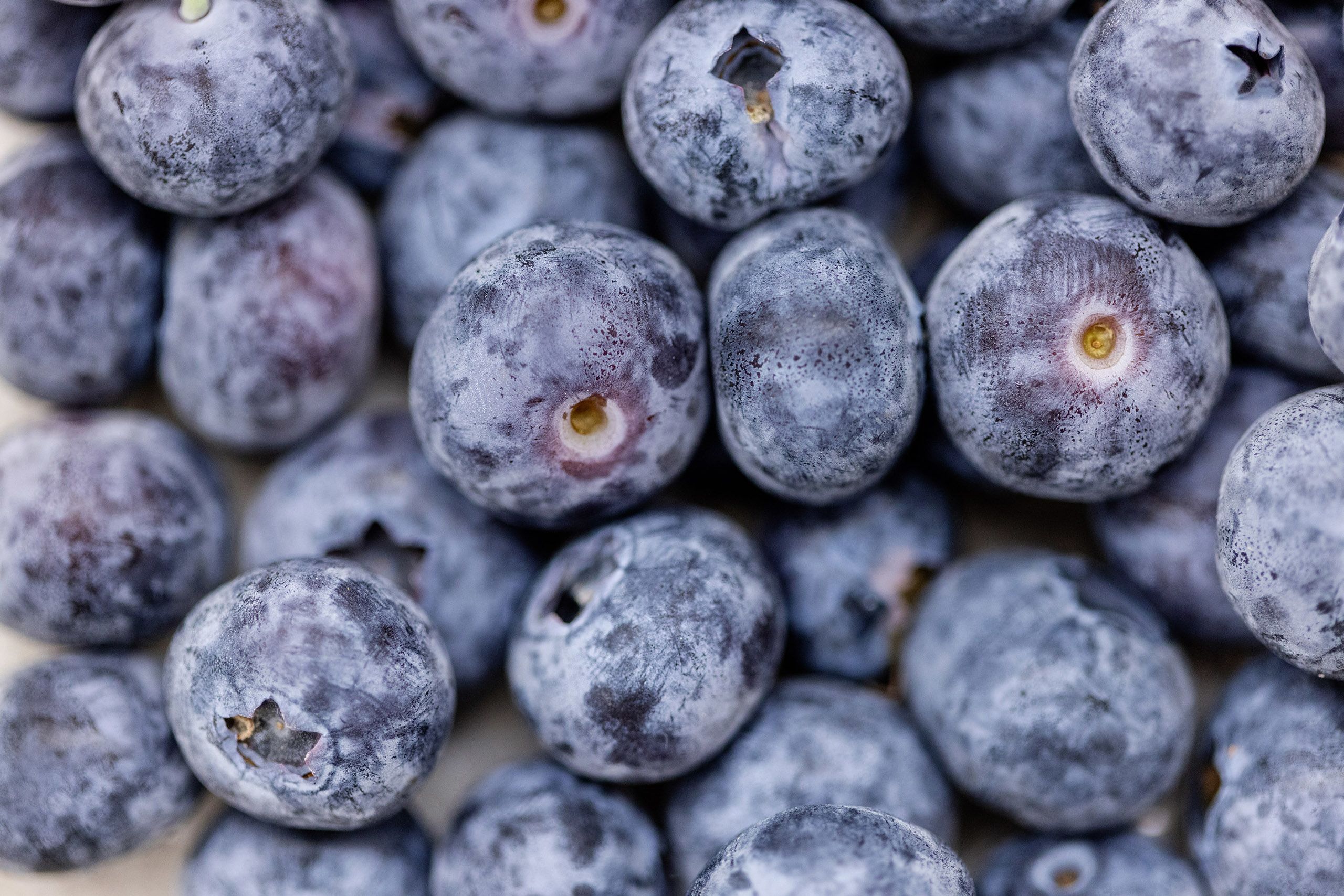 Close-up of blueberries